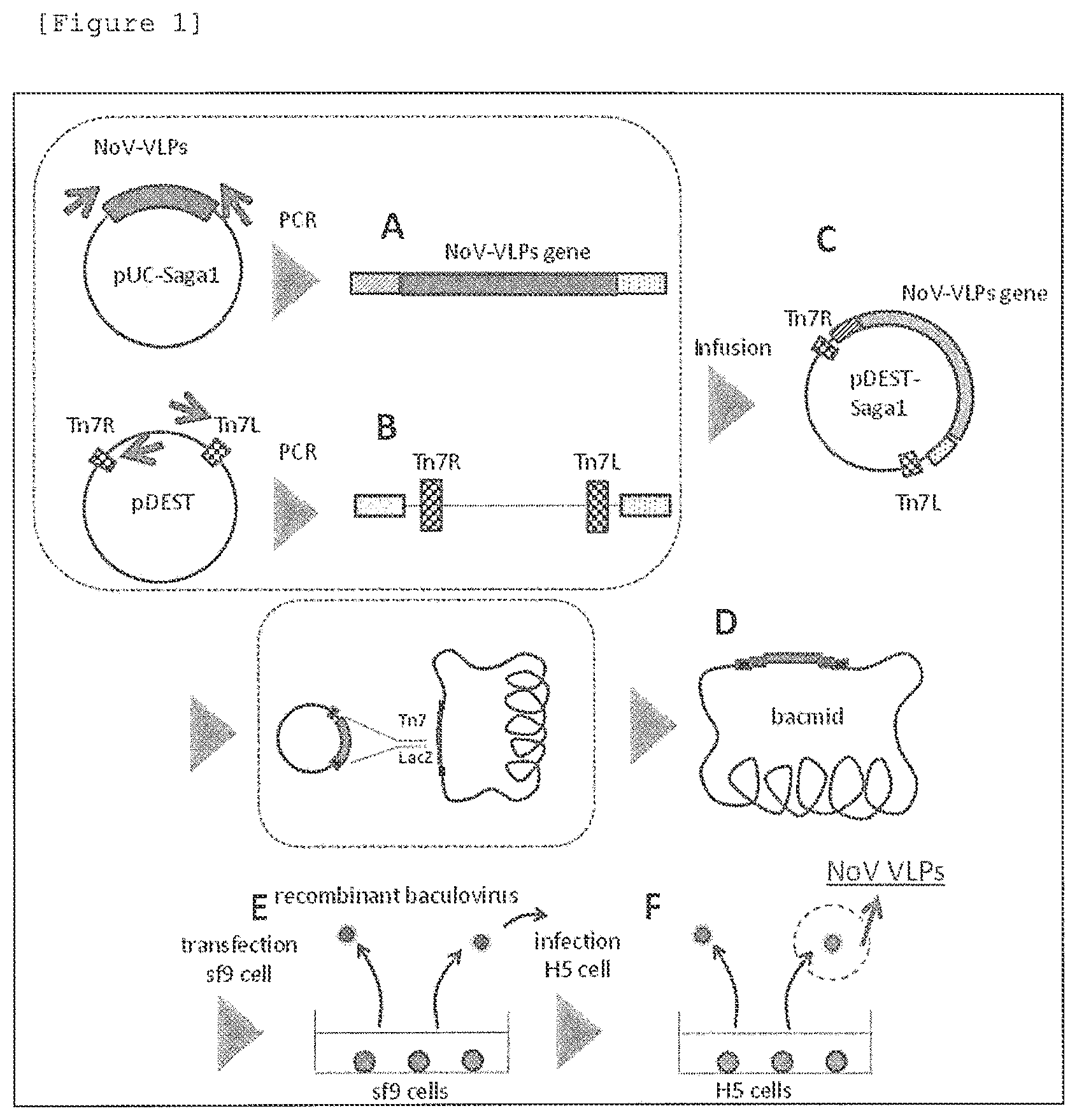 Patent US12378287 — Norovirus-binding peptide — Figure 1
