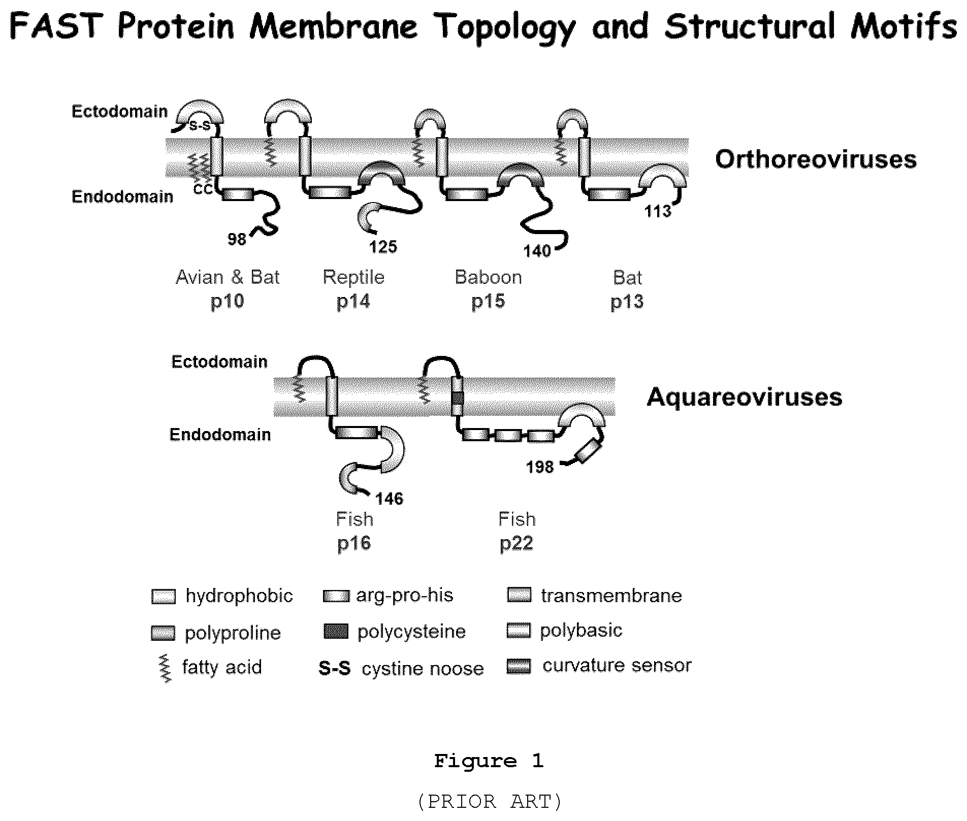Patent US12378289 — Recombinant oncolytic viruses for treatment of metastatic cancers — Figure 1