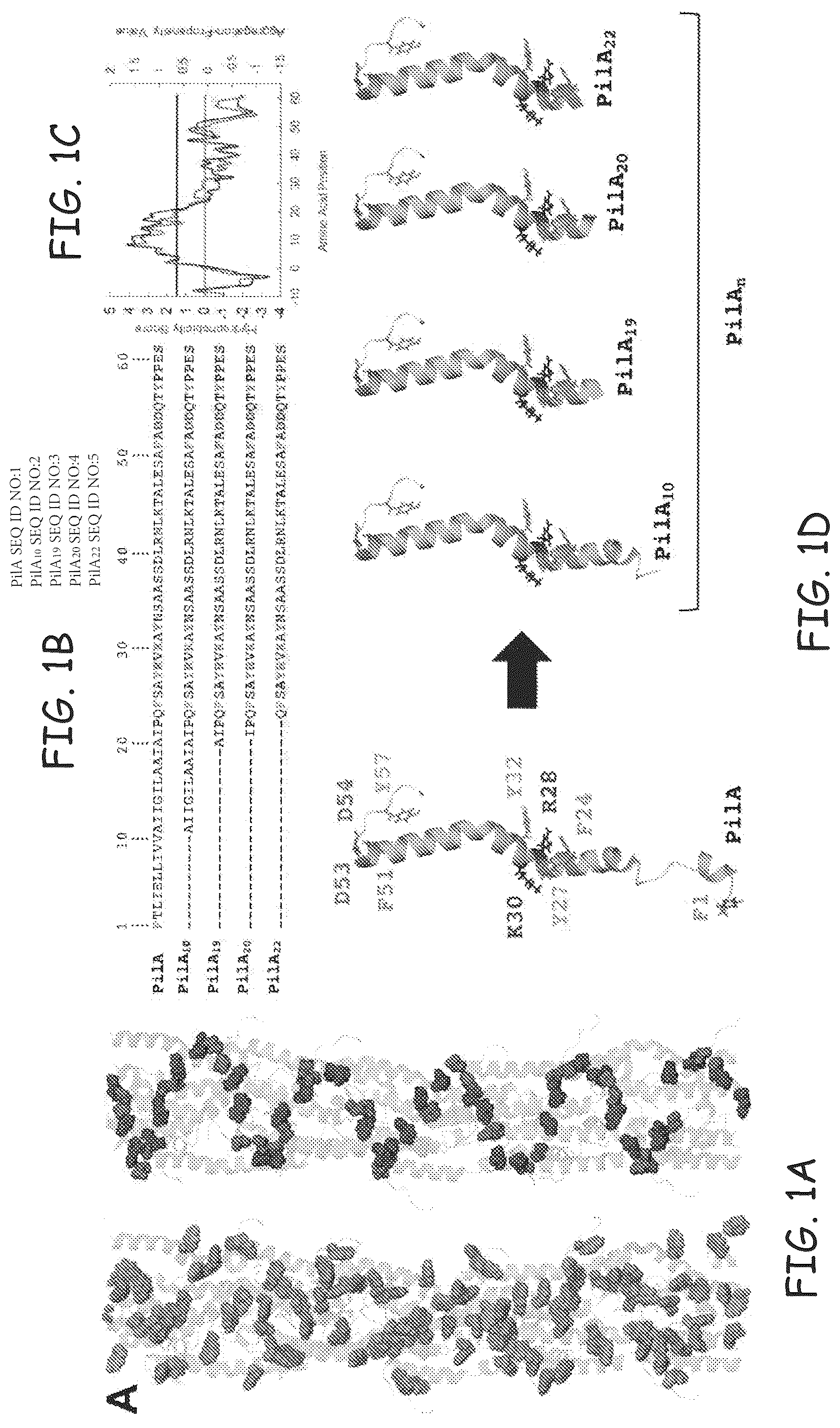 Patent US12378290 — Method for protein nanowire synthesis and tunable control of nanowire length — Figure 1
