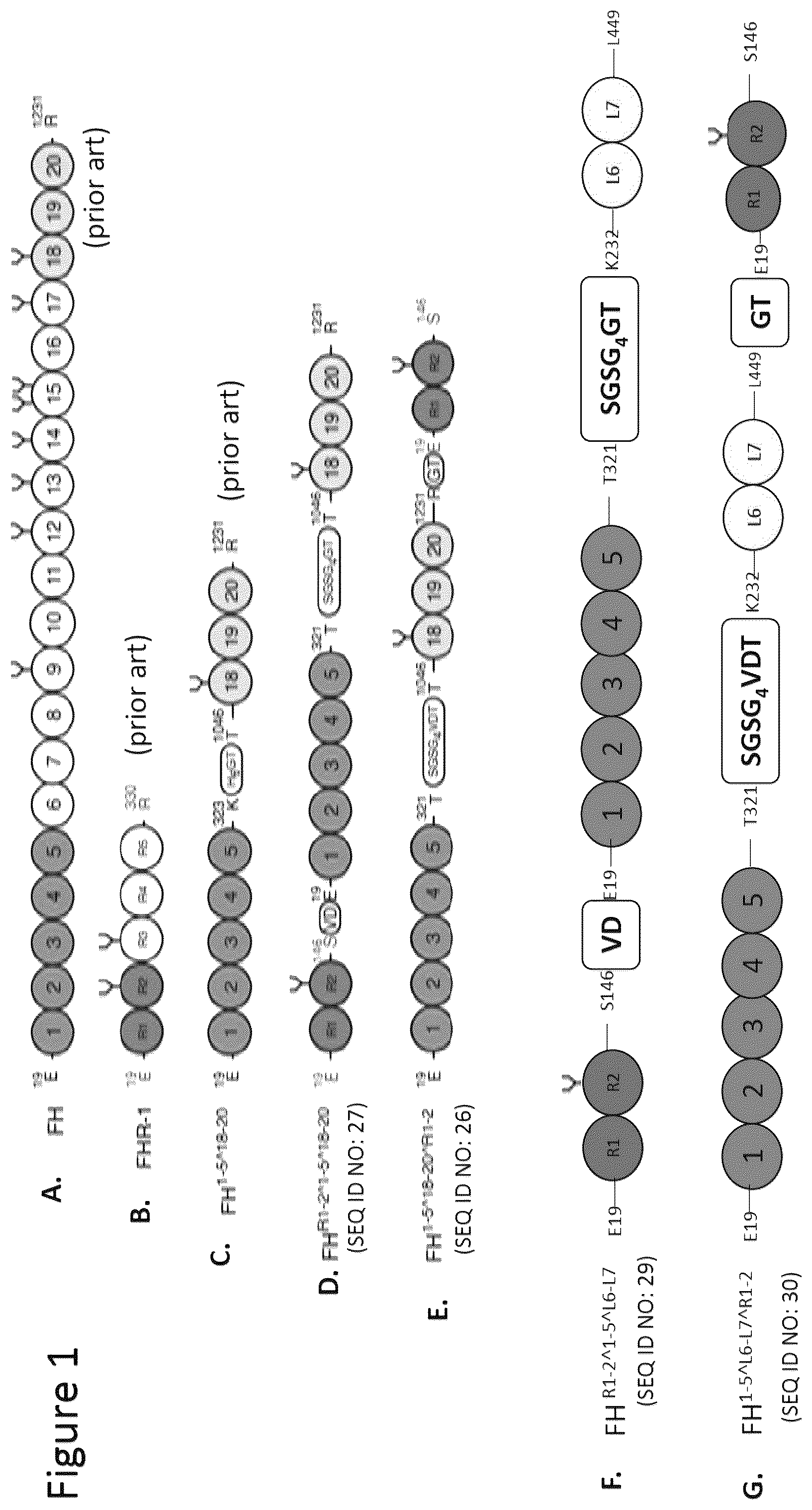 Patent US12378292 — Modified complement proteins and uses thereof — Figure 1