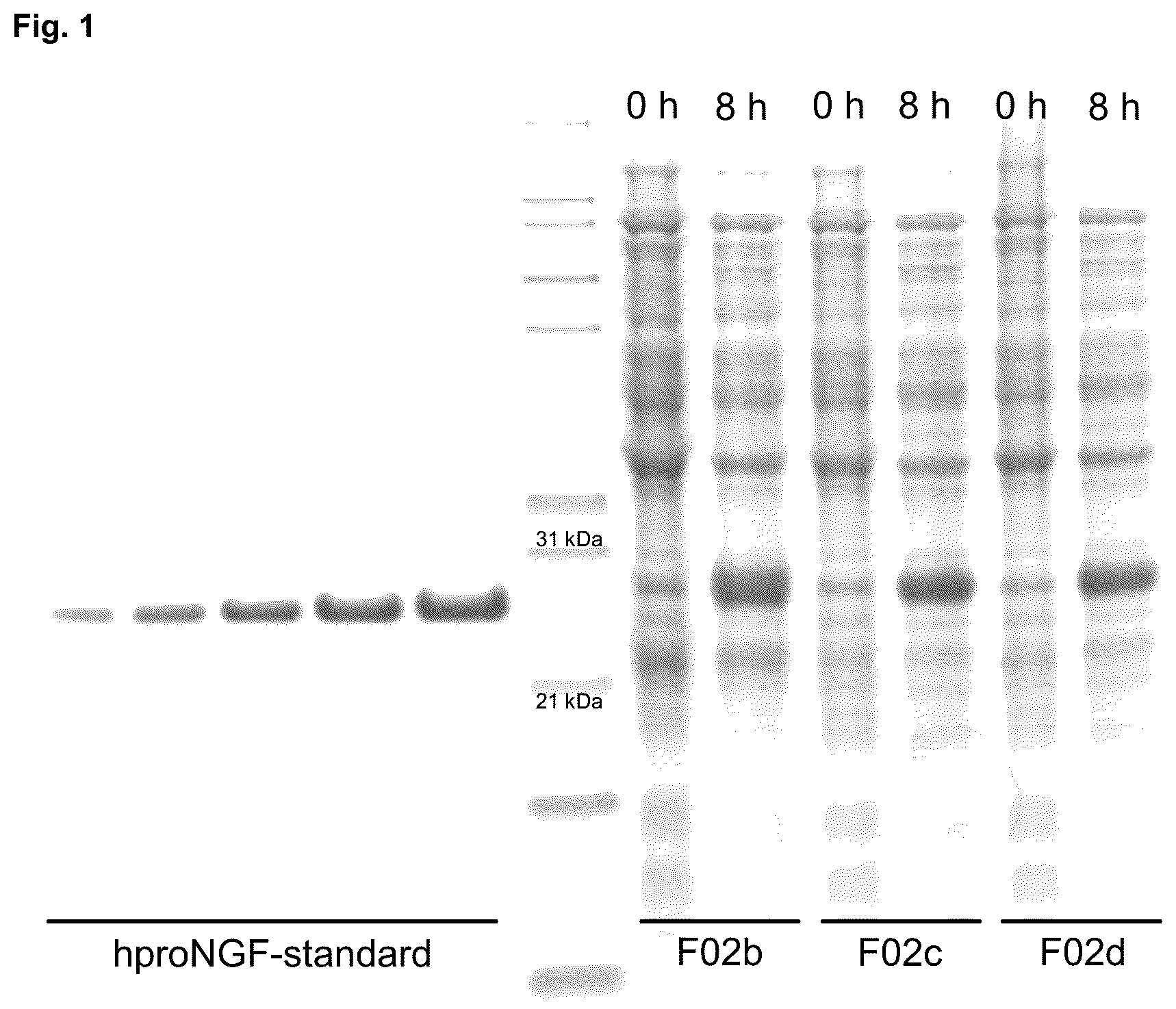 Patent US12378293 — Production of nerve growth factor (NGF) and of muteins thereof — Figure 1