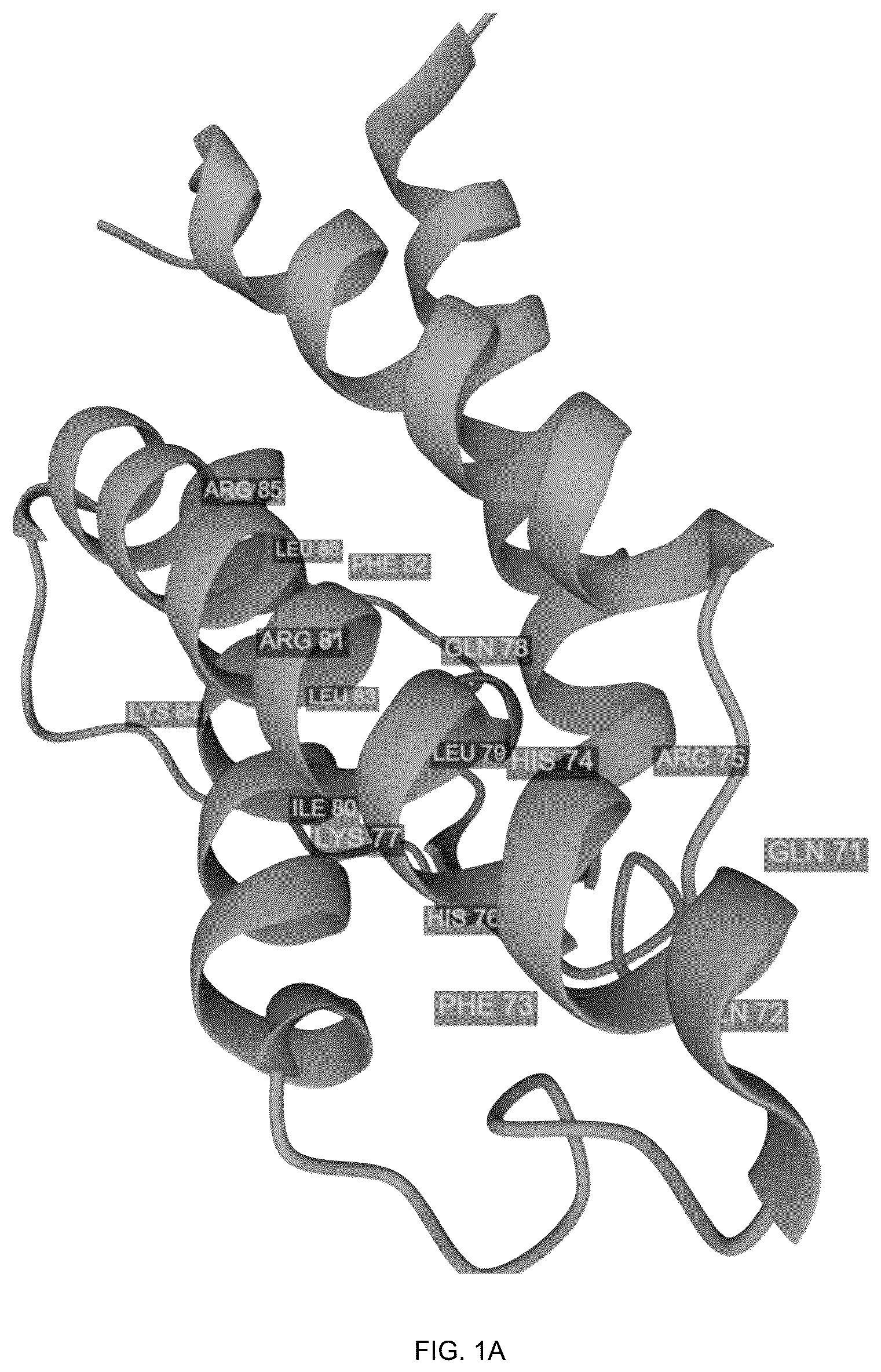 Patent US12378294 — IL-4 derived peptides for use in the treatment of obesity — Figure 1