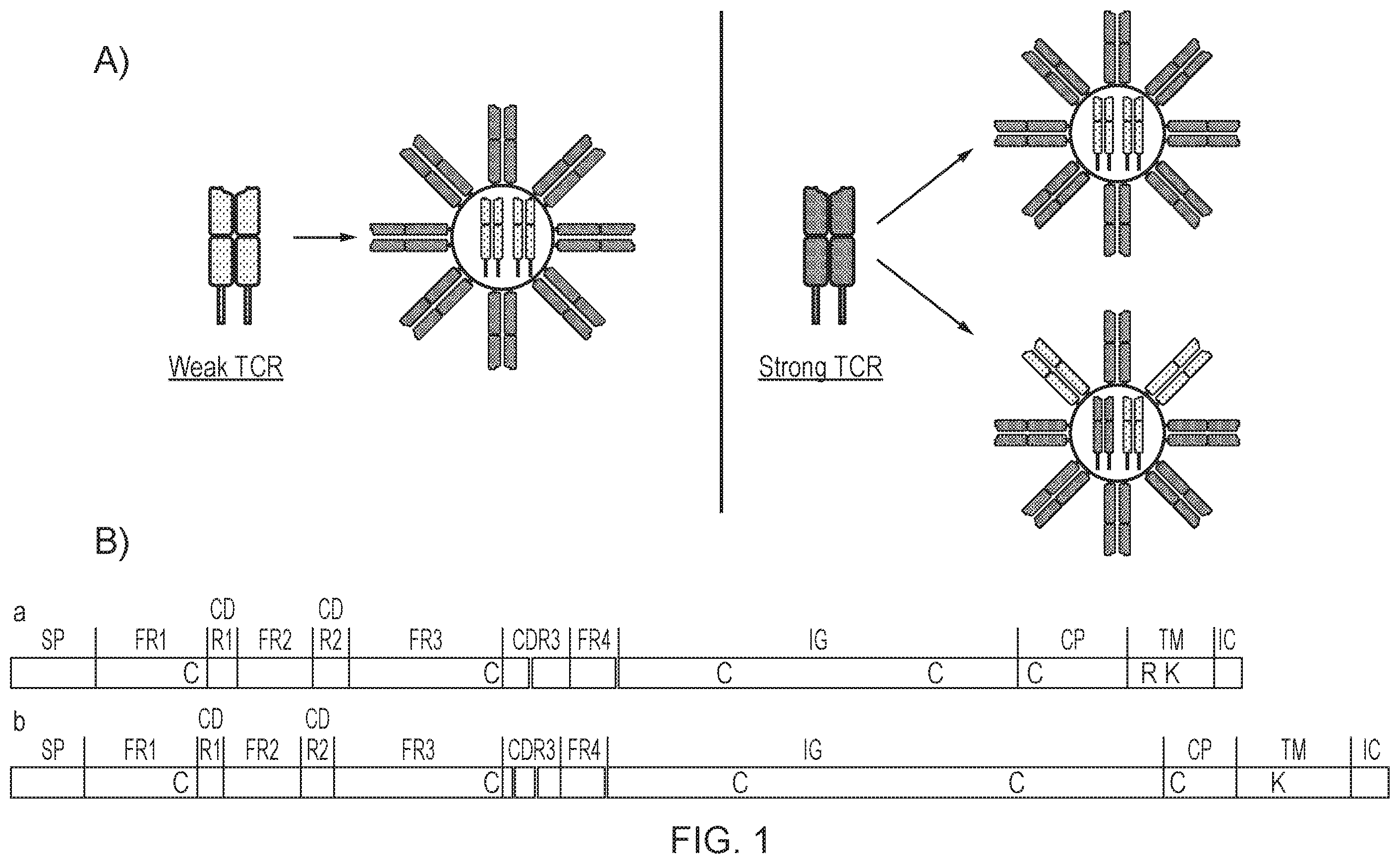 Patent US12378298 — T cell receptor — Figure 1