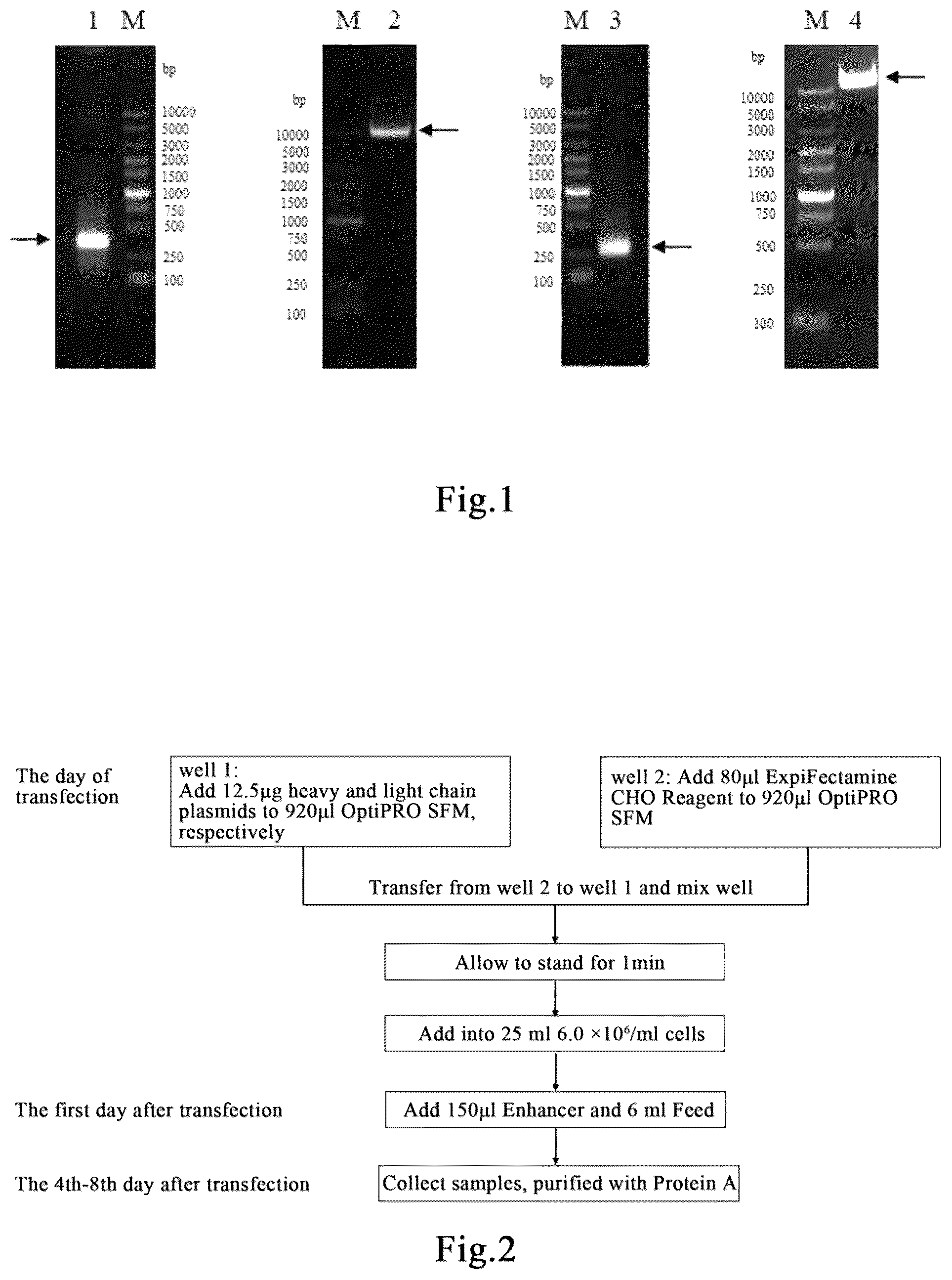 Patent US12378309 — Anti-human thymic stromal lymphopoietin (TSLP) monoclonal antibody and use thereof to treat disease — Figure 1