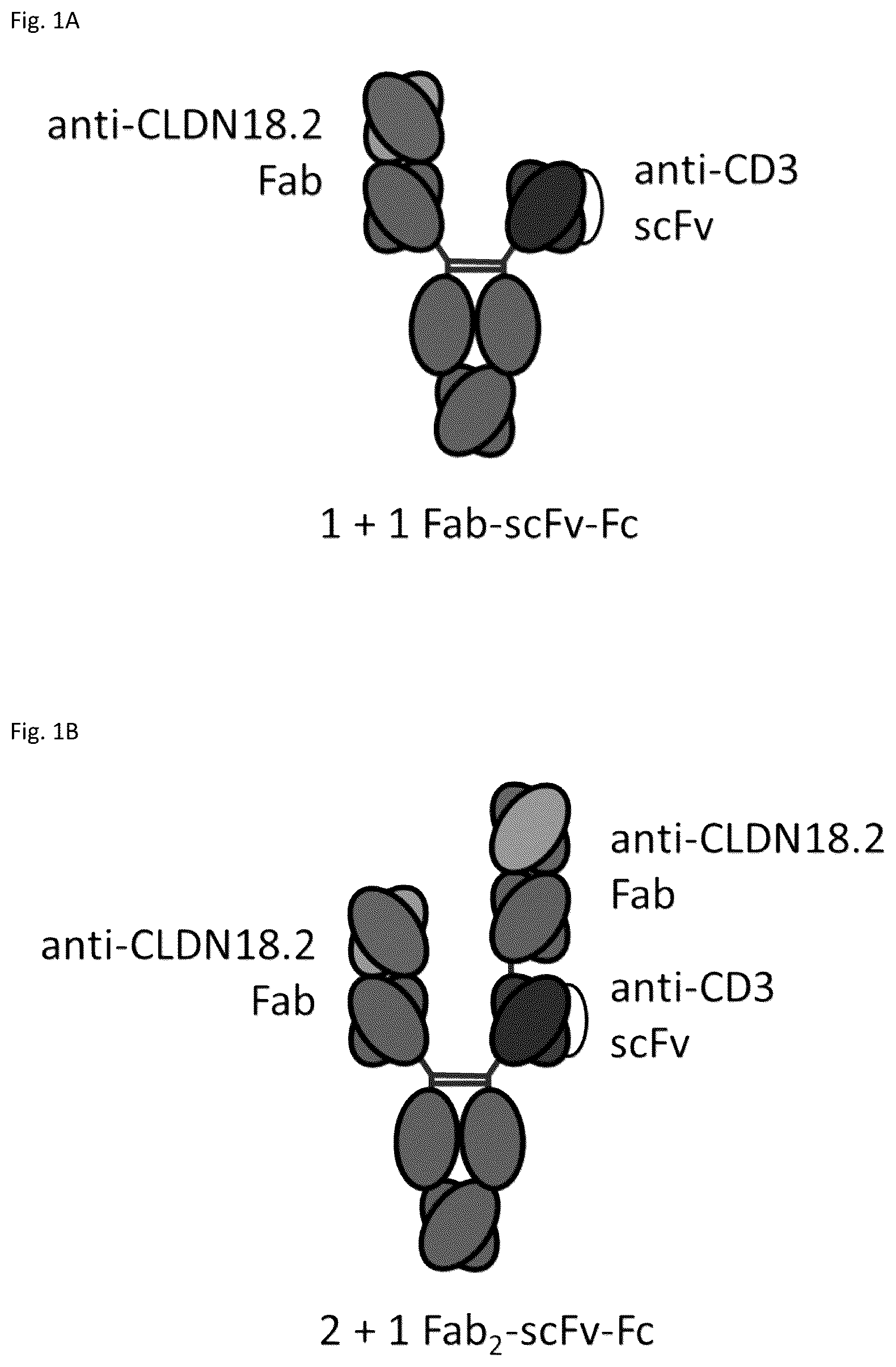Patent US12378313 — Bispecific binding agents binding to CLDN18.2 and CD3 — Figure 1