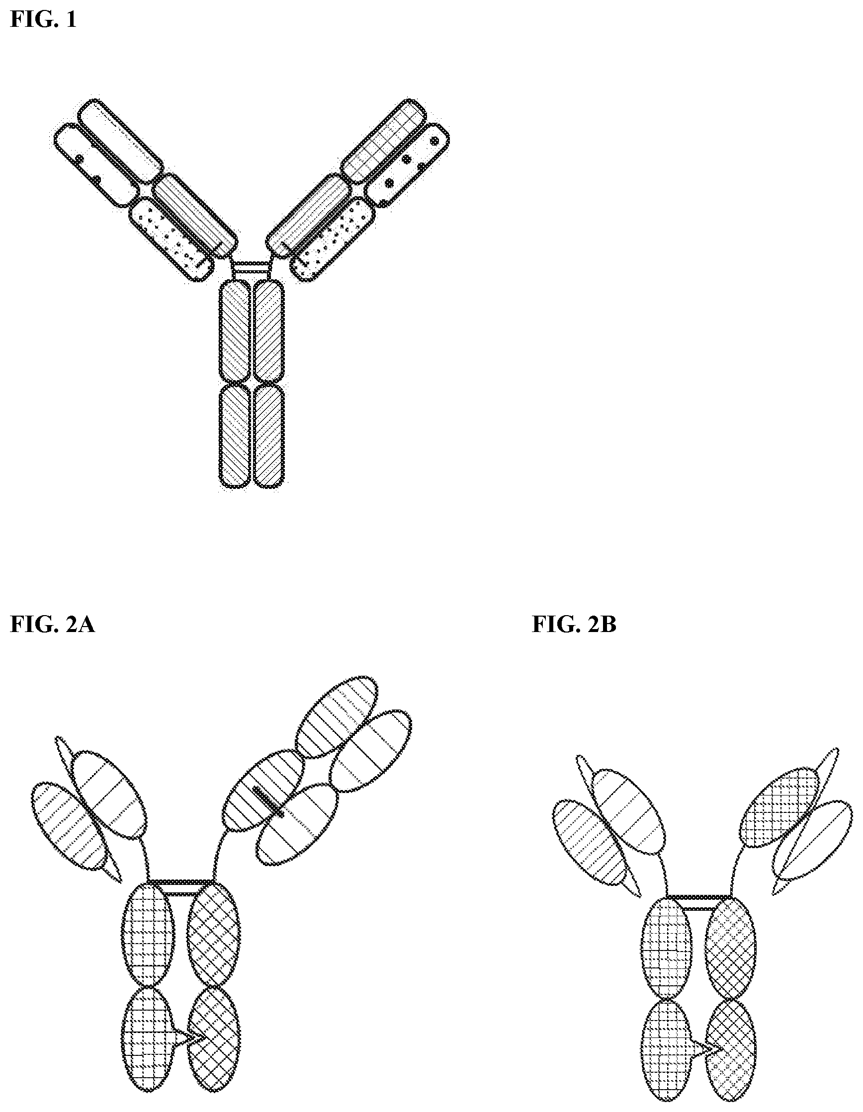 Patent US12378318 — Proteins binding NKG2D, CD16 and a tumor-associated antigen — Figure 1