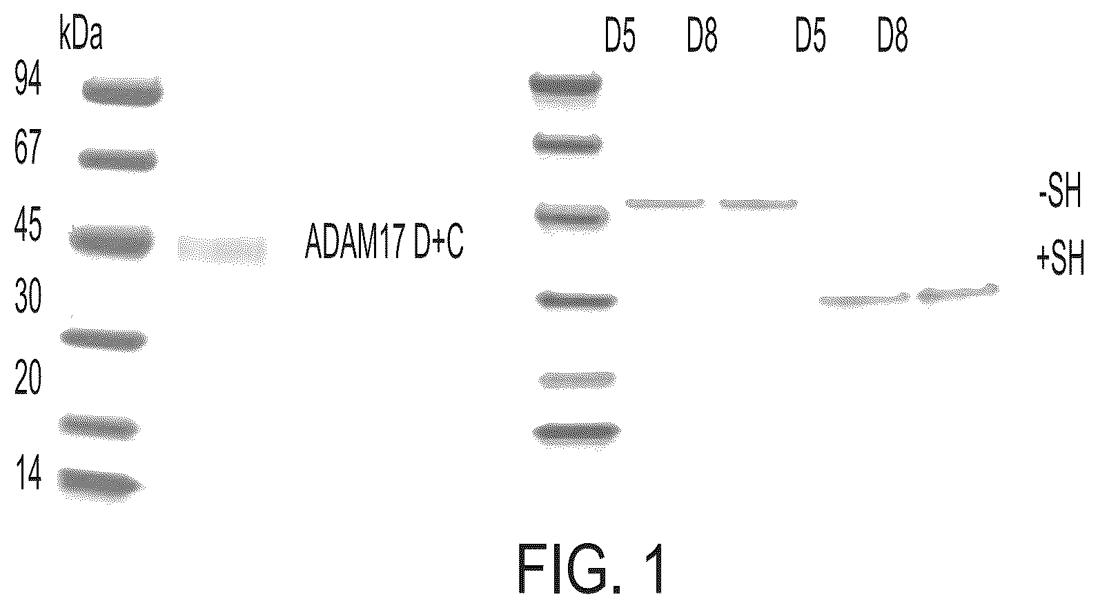 Patent US12378321 — ADAM17 binding molecules and uses thereof — Figure 1