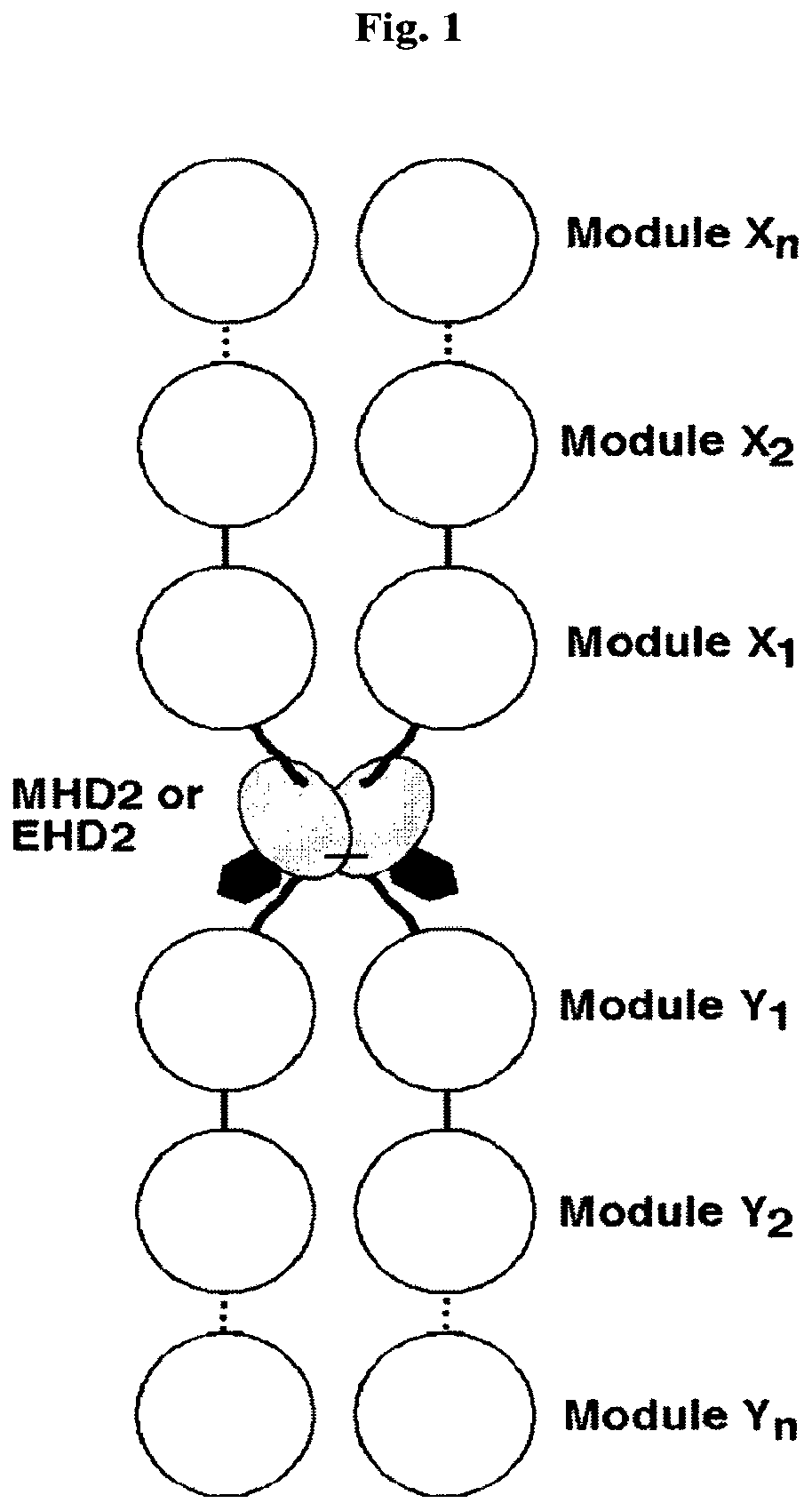 Patent US12378323 — IgM and IgE heavy chain domain 2 as covalently linked homodimerization modules for the generation of fusion proteins with dual specificity — Figure 1