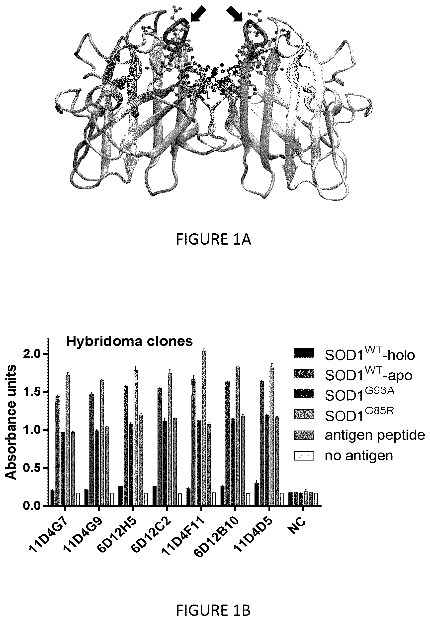 Patent US12378324 — Anti superoxide dismutase 1 (SOD1) antibodies and use thereof — Figure 1
