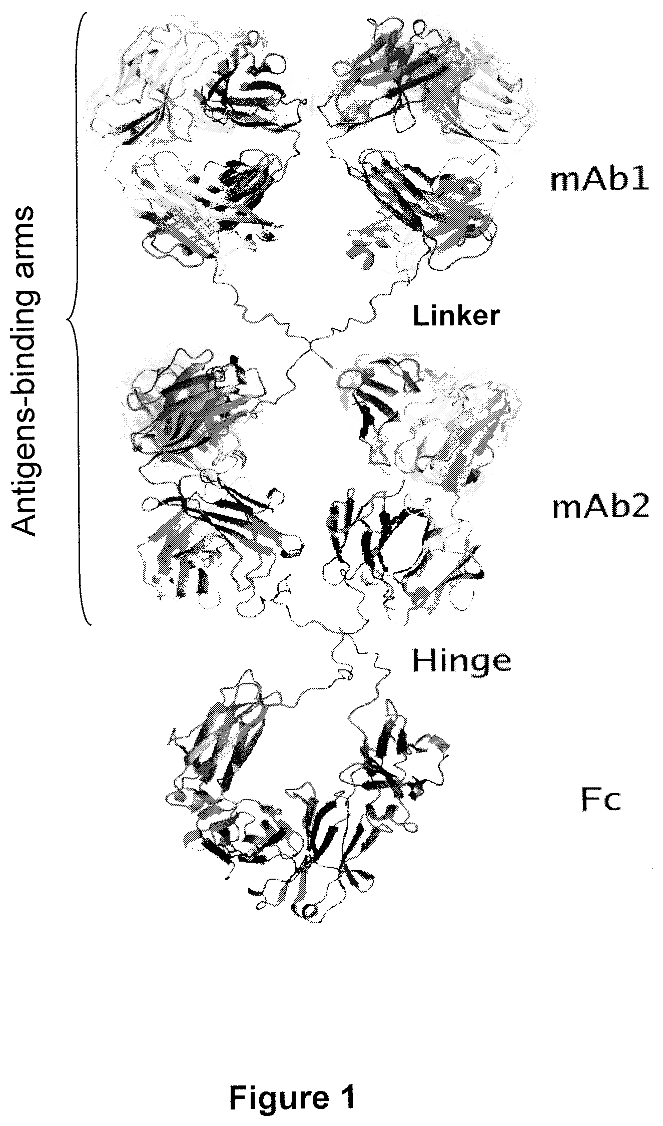 Patent US12378325 — Multispecific antigens binding fragments and multspecific antibodies — Figure 1