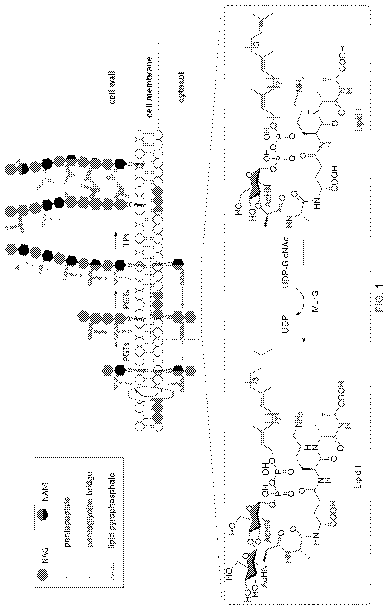 Patent US12378328 — Biohybrid peptidoglycan oligomers — Figure 1