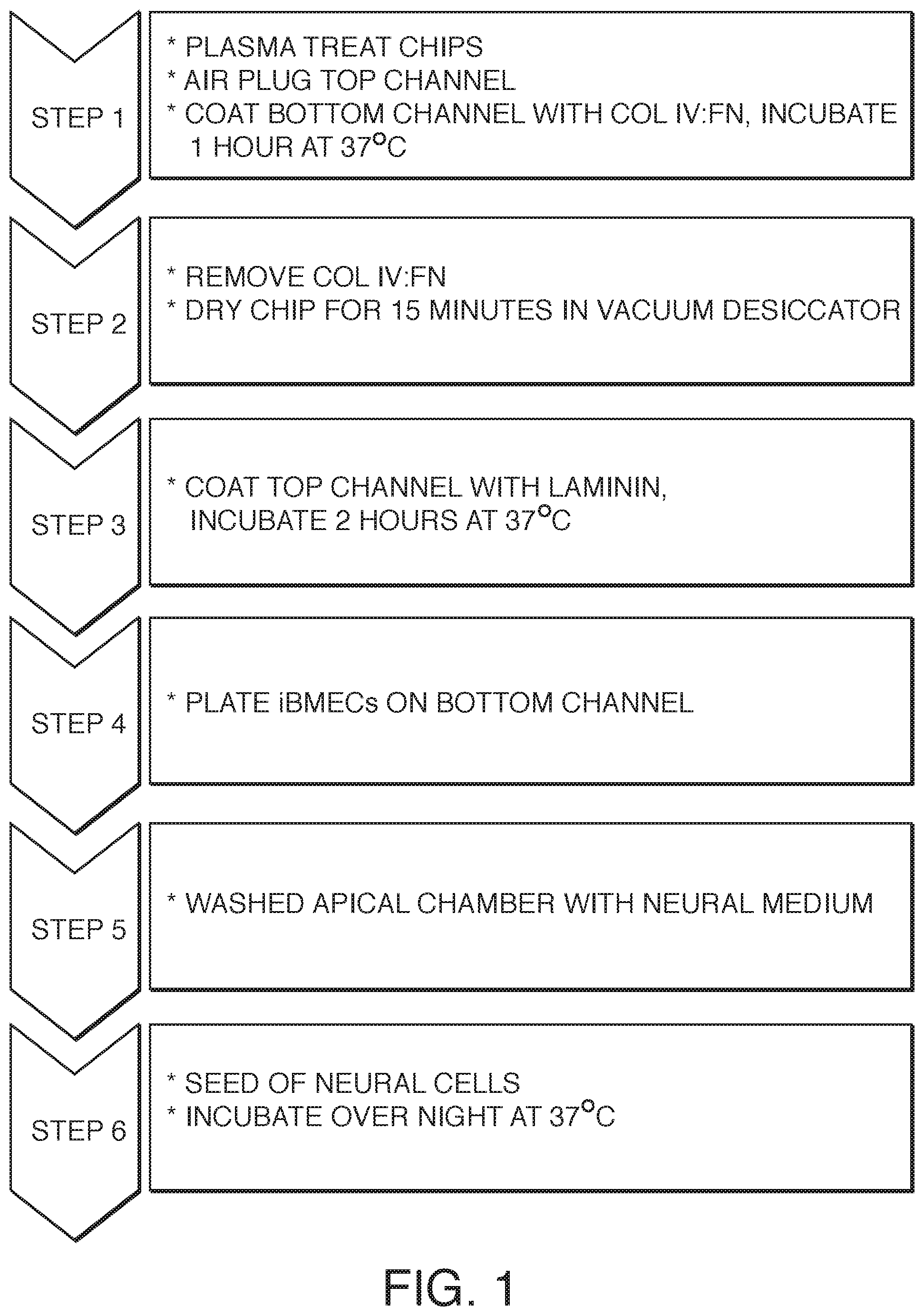 Patent US12378519 Figure 1 – Microfluidic model of the blood brain barrier