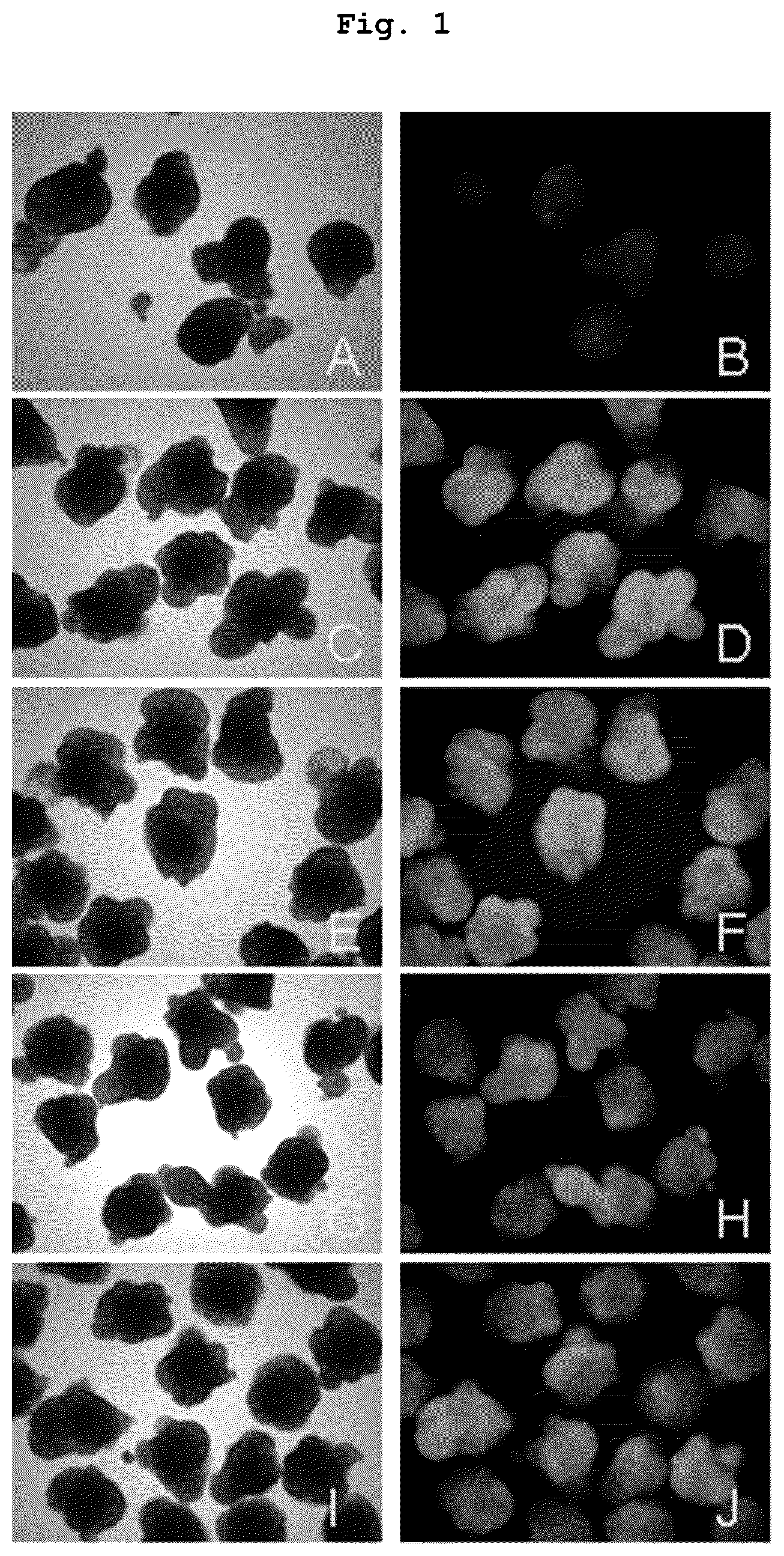 Patent US12378520 — Method for producing retinal tissue and retina-related cells — Figure 1