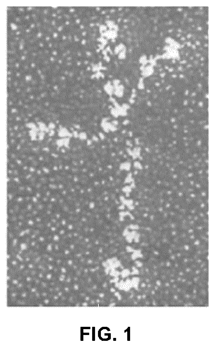 Patent US12378527 — Differentiation of pluripotent stem cells using laminins LN-511, LN-521 and LN-221 — Figure 1