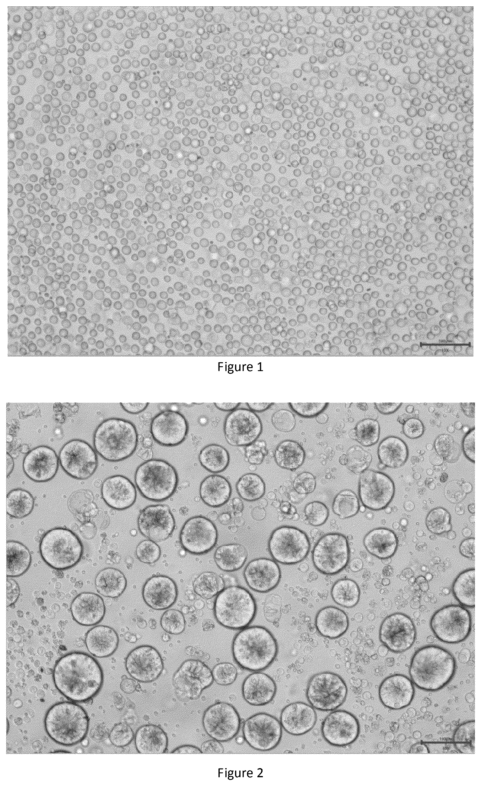 Patent US12378529 — Method for culturing colorectal cancer solid tumor primary cells and colorectal cancer ascites primary tumor cells and supporting reagents — Figure 1