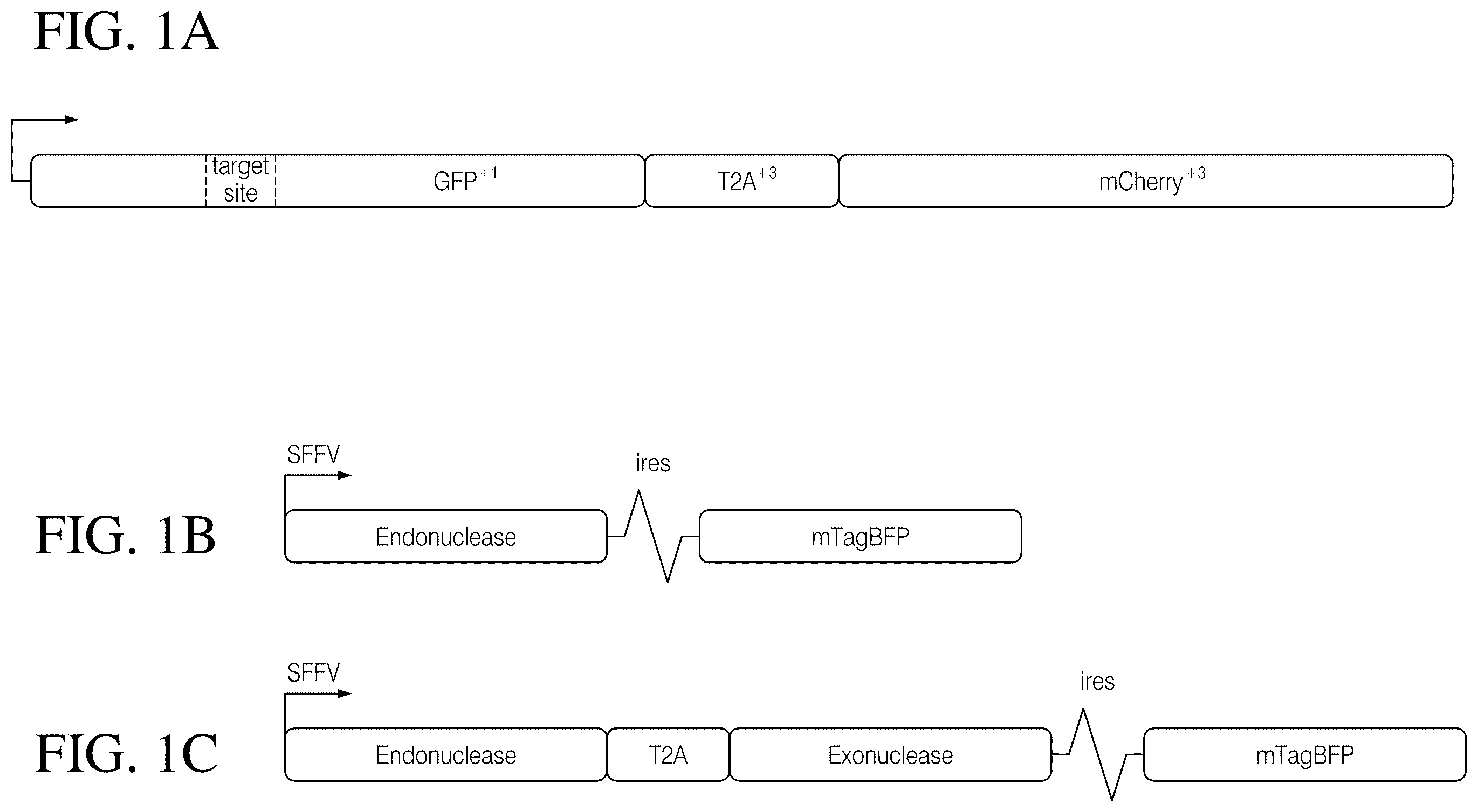 Patent US12378546 — Coupling endonucleases with end-processing enzymes drives high efficiency gene disruption — Figure 1