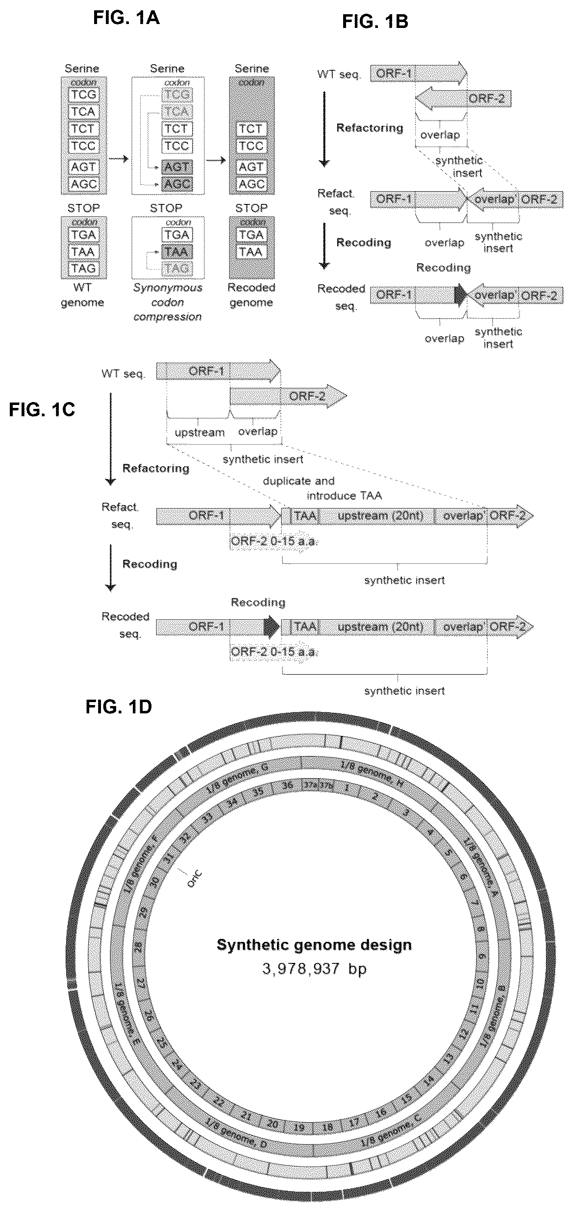 Patent US12378547 — Synthetic genome — Figure 1