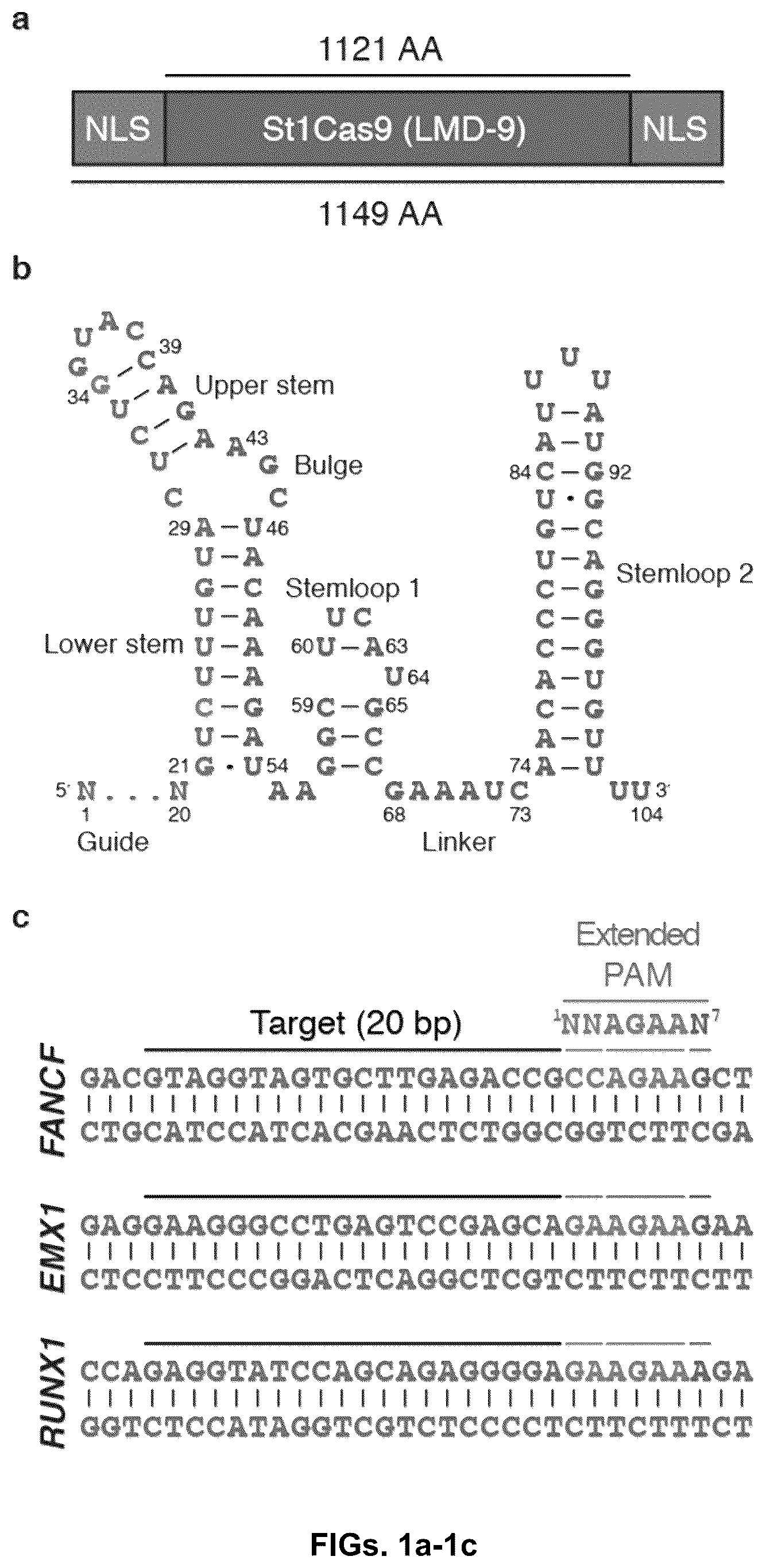 Patent US12378549 — CRISPR-cas9 system and uses thereof — Figure 1