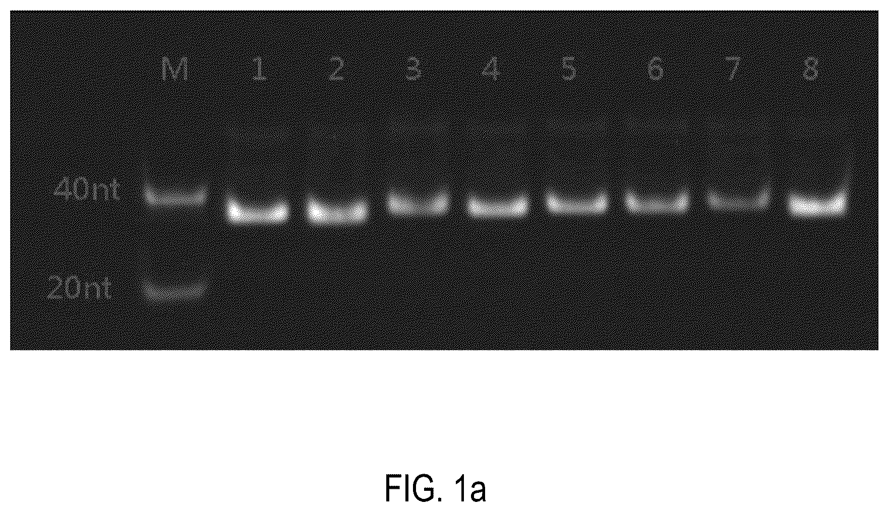 Patent US12378552 Figure 1 – Oligomeric compound for inhibiting expression of factor XI