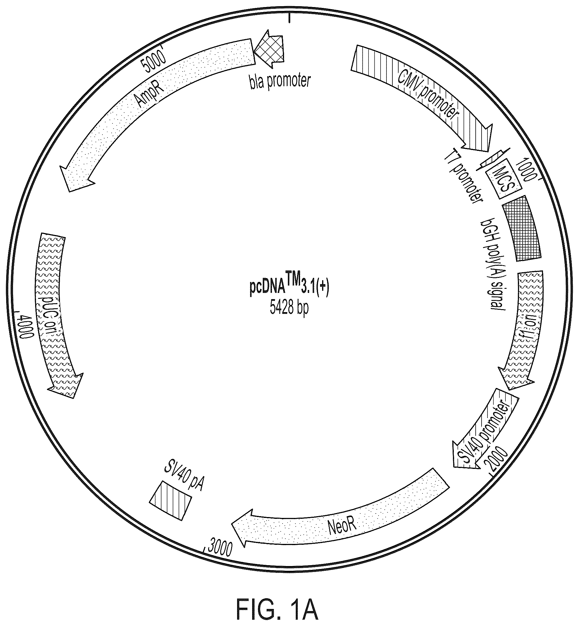 Patent US12378556 — Treatment of angiopoietin like 7 (ANGPTL7) related diseases — Figure 1