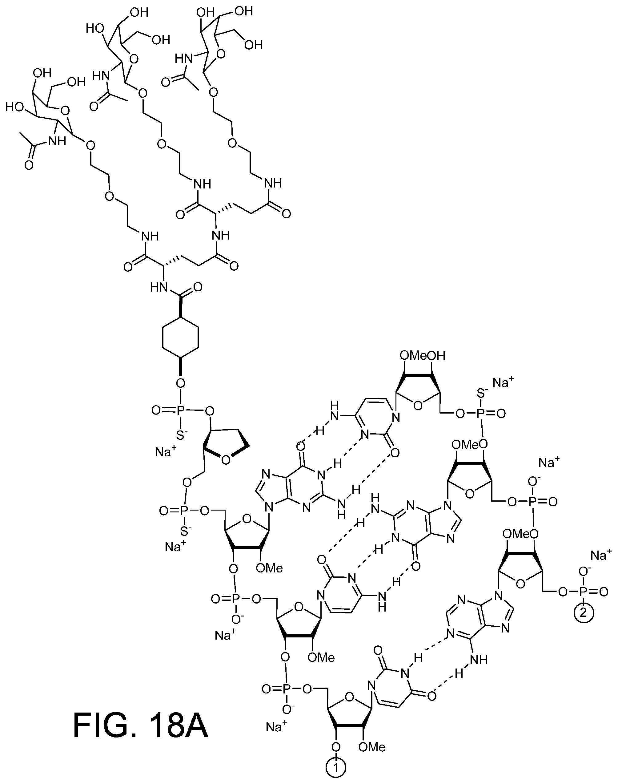 Patent US12378558 Figure 20 – RNAi agents for inhibiting expression of complement factor B (CFB), pharmaceutical compositions thereof, and methods of use