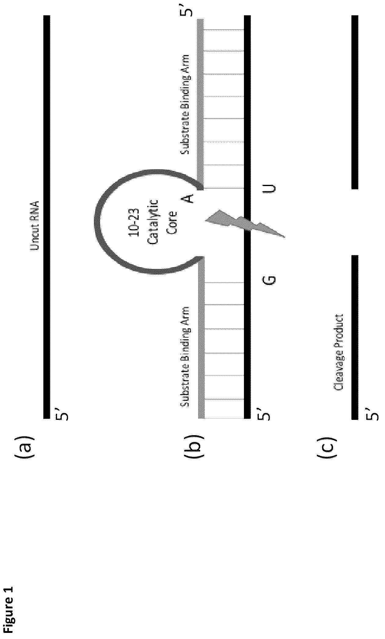 Patent US12378559 — Enzymatic nucleic acid molecules — Figure 1