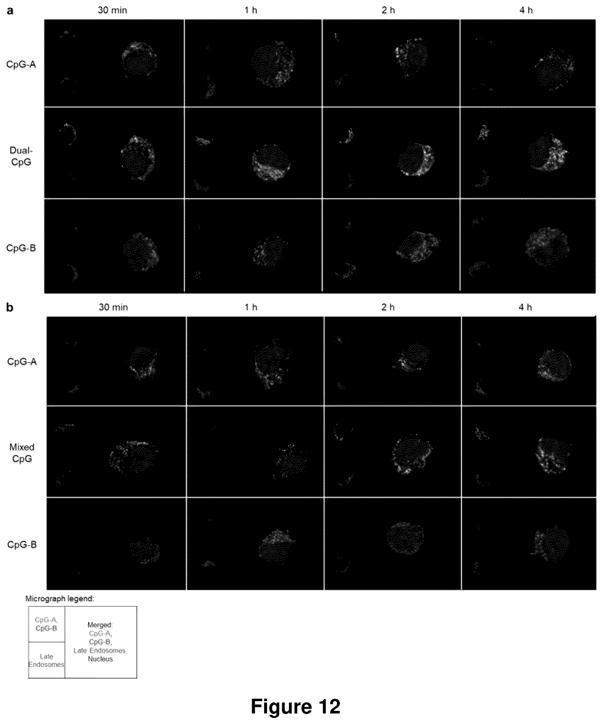 Patent US12378560 Figure 14 – Sequence multiplicity within spherical nucleic acids