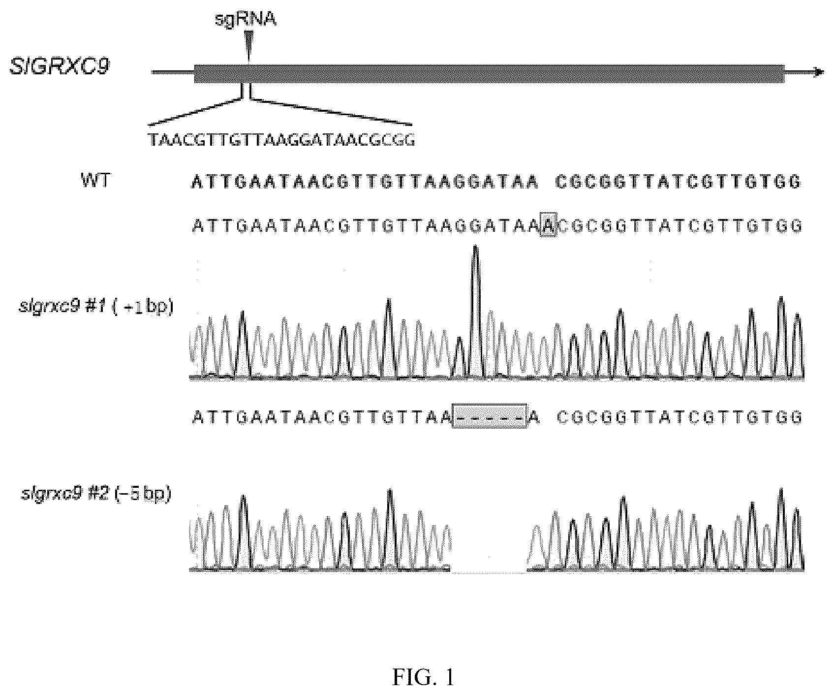 Patent US12378564 — Tomato glutaredoxin SIGRXC9 gene and its application — Figure 1