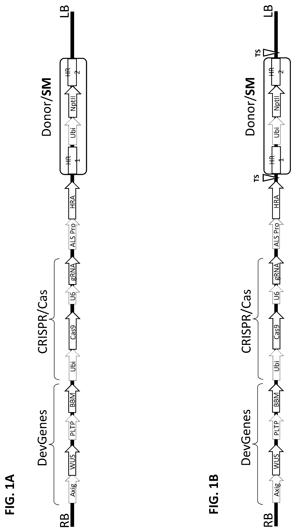Patent US12378565 — Methods and compositions for homology directed repair of double strand breaks in plant cell genomes — Figure 1