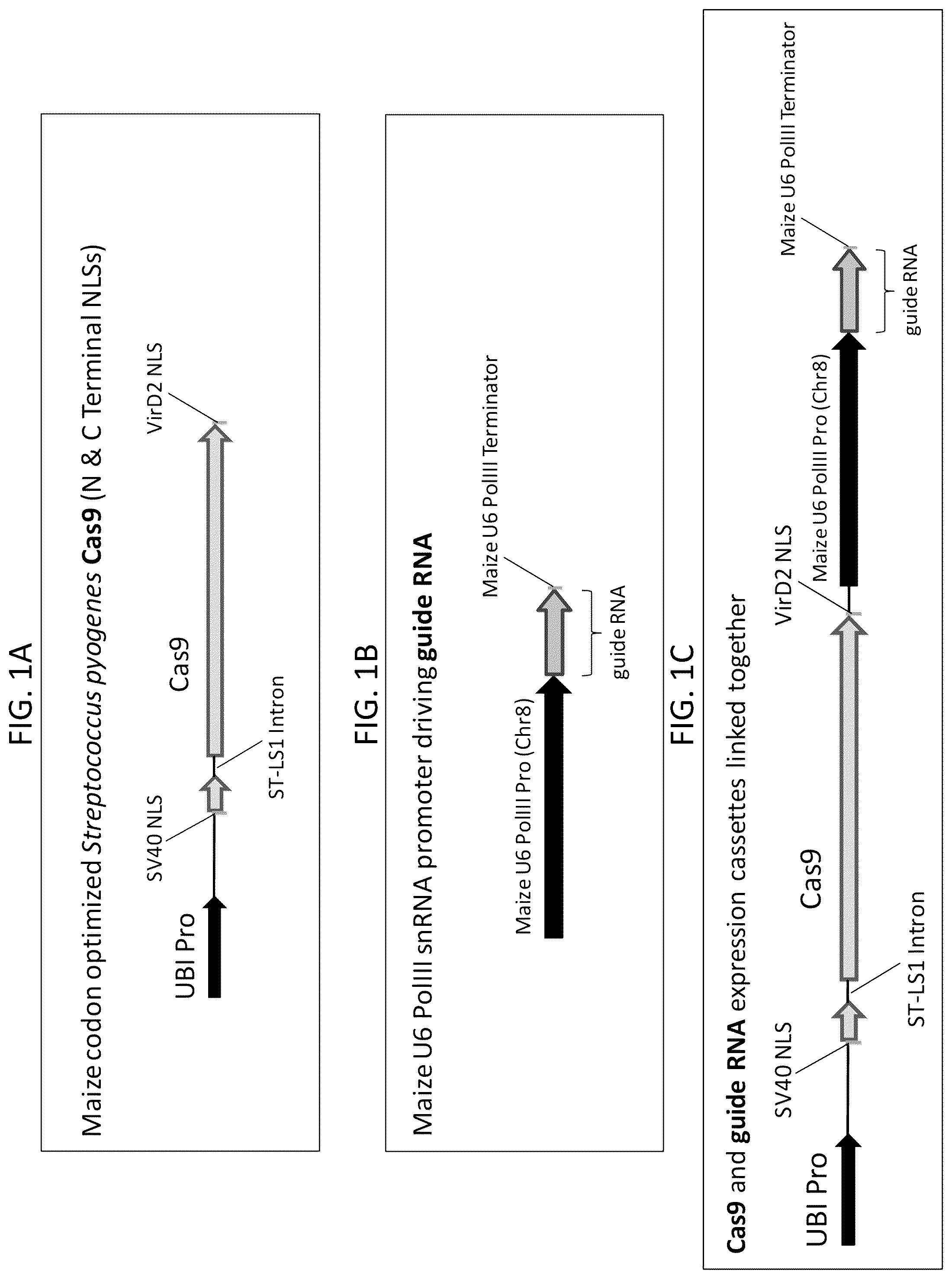 Patent US12378566 — Plant genome modification using guide RNA/Cas endonuclease systems and methods of use — Figure 1