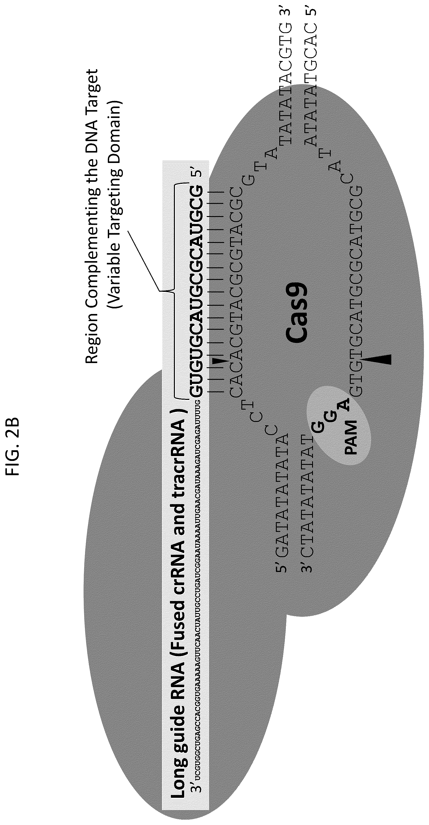 Patent US12378566 Figure 3 – Plant genome modification using guide RNA/Cas endonuclease systems and methods of use