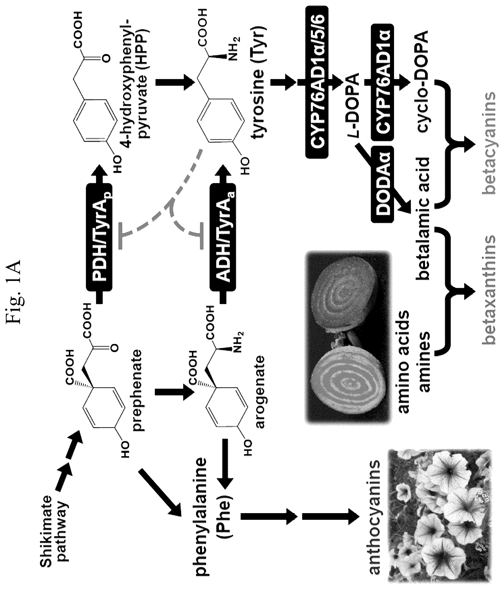 Patent US12378567 — Arogenate dehydrogenase polynucleotides, polypeptides and methods of using the same — Figure 1