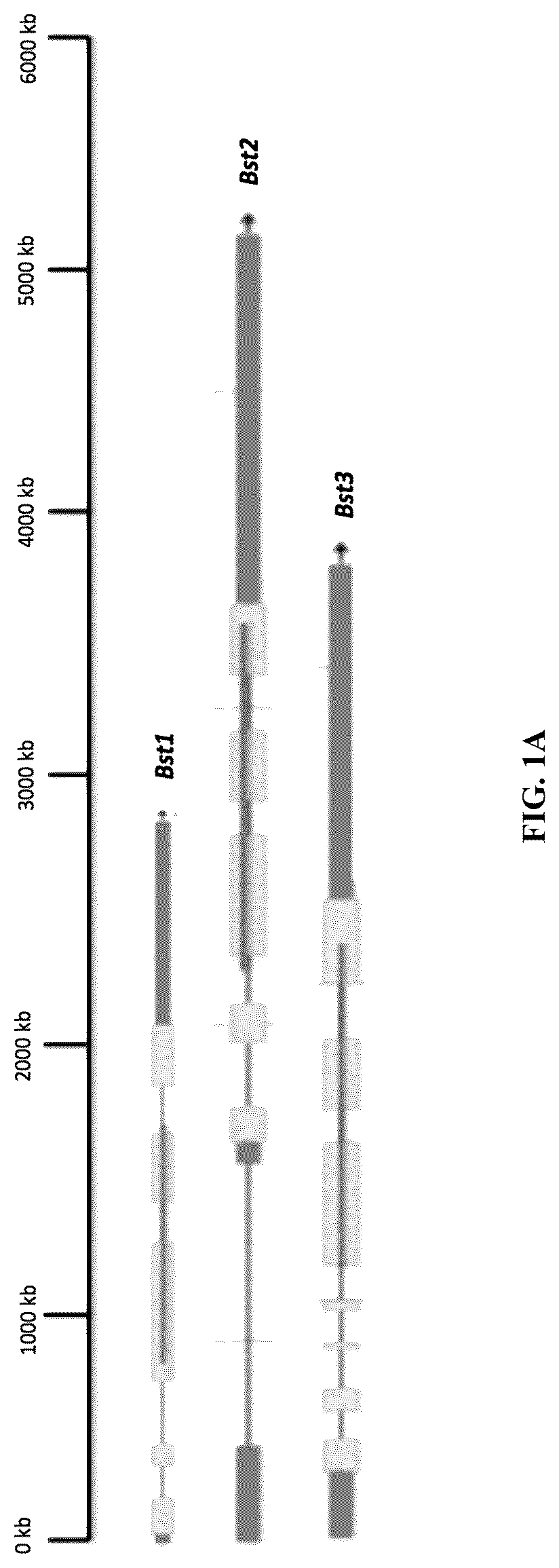 Patent US12378568 — Green algal bestrophin bicarbonate transporters — Figure 1