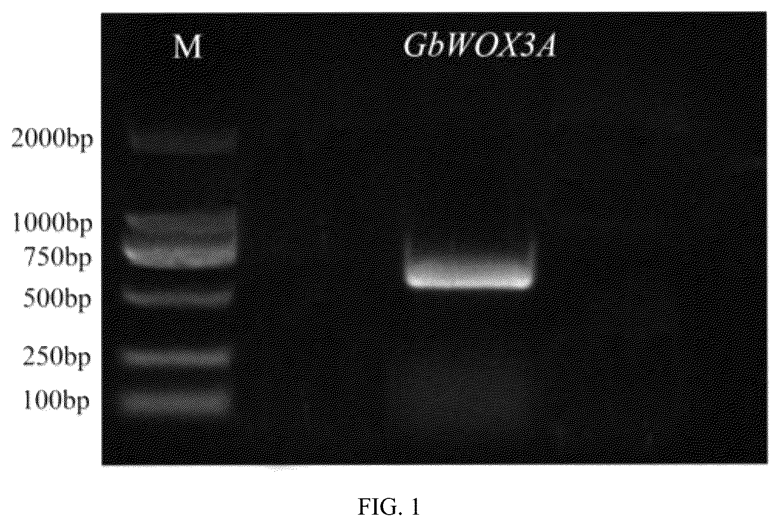 Patent US12378569 — GBWOX3A gene and application thereof in plant tissue culture — Figure 1