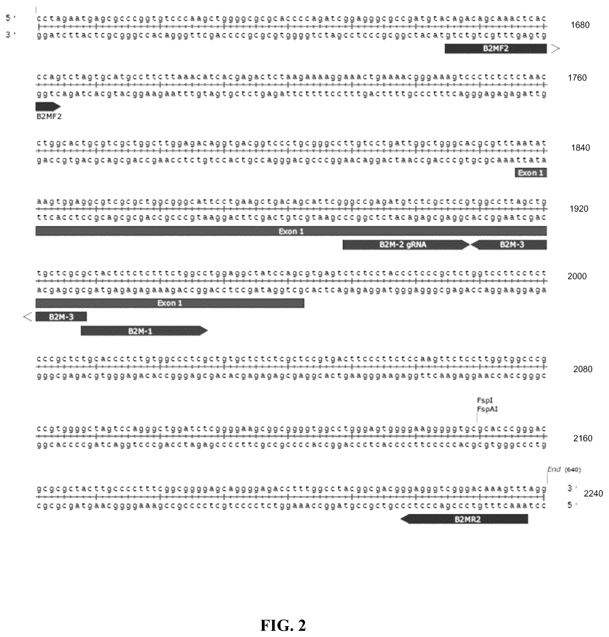 Patent US12378572 Figure 3 – Universal donor cells