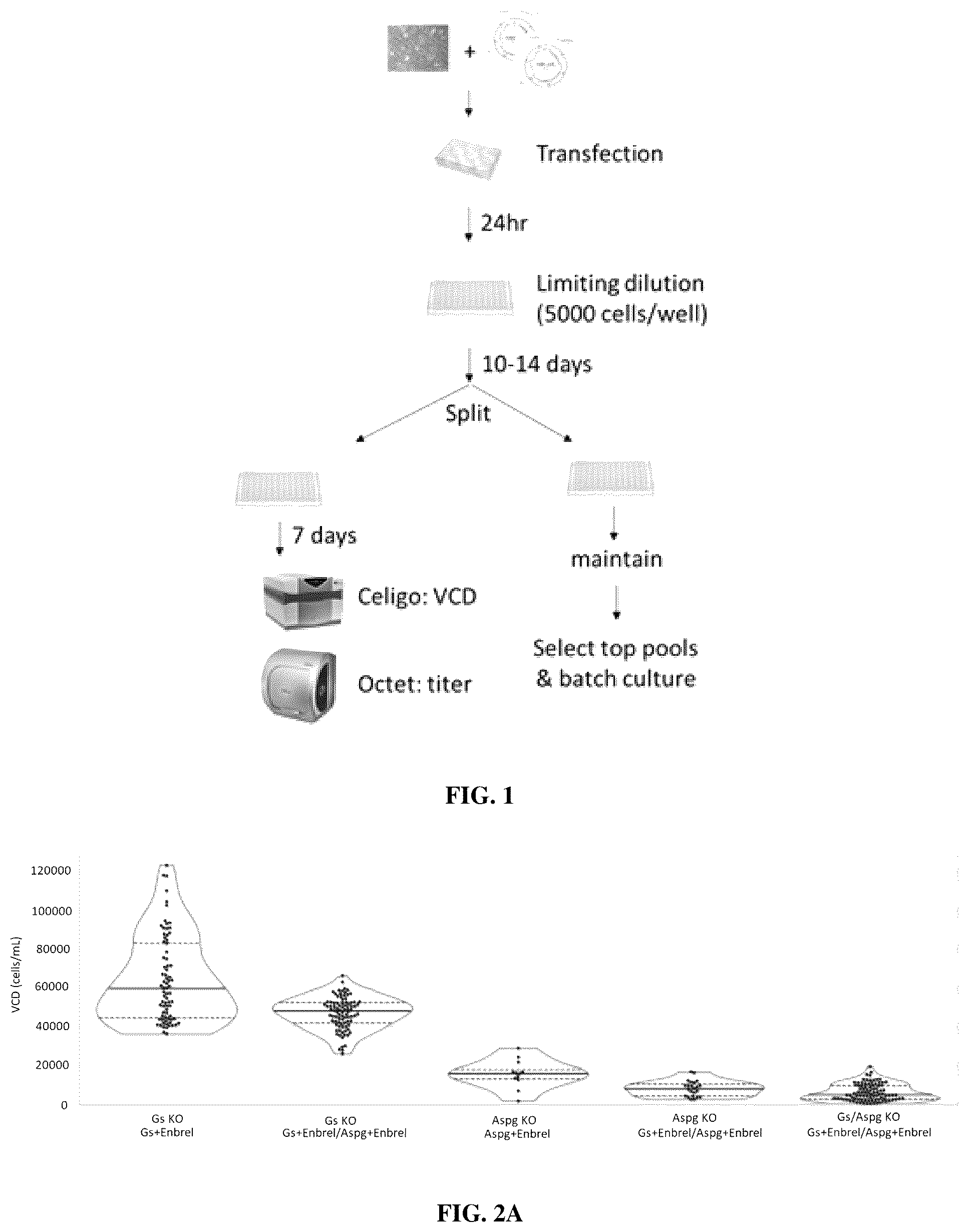 Patent US12378573 Figure 1 – Asparaginase based selection system for heterologous protein expression in mammalian cells