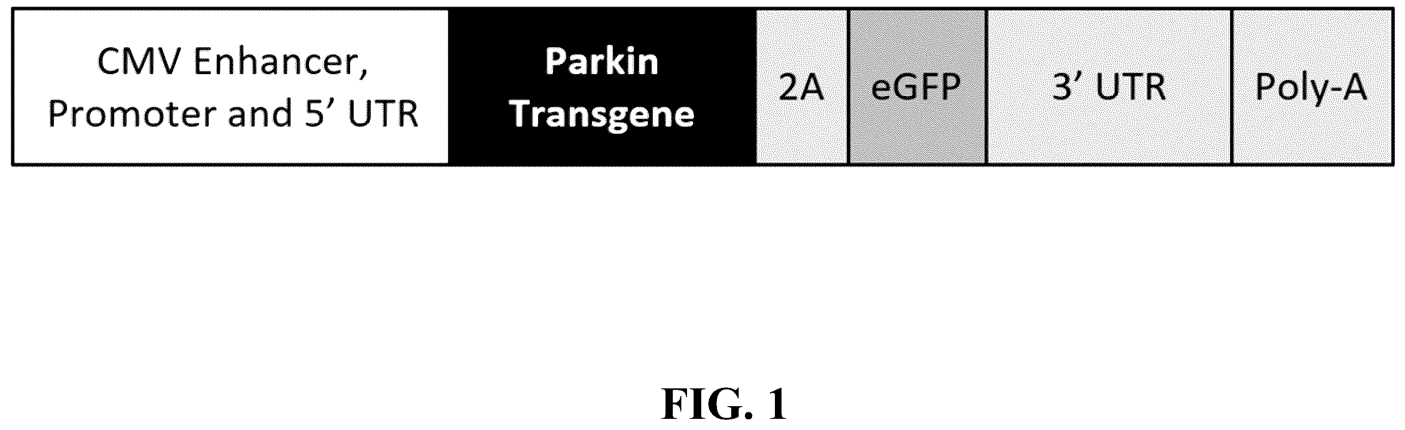 Patent US12378576 — Gene therapy for CNS degeneration — Figure 1