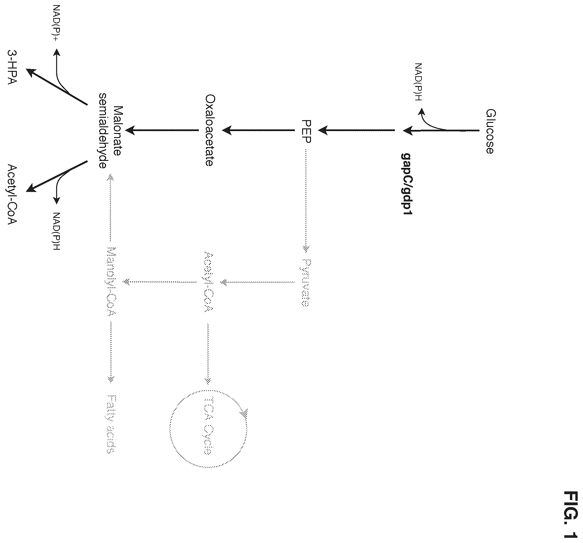 Patent US12378580 — Co-production pathway for 3-HPA and acetyl-CoA derivatives from malonate semialdehyde — Figure 1