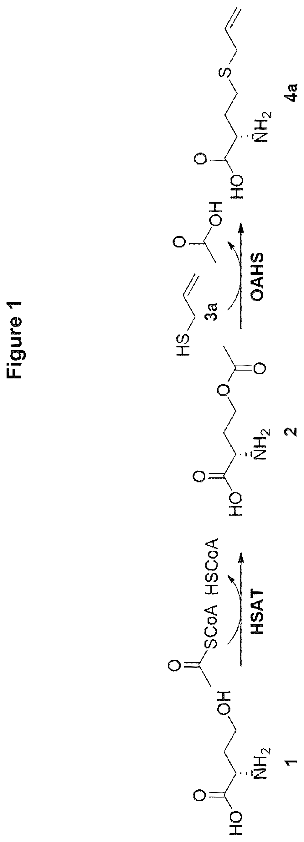 Patent US12378584 — Methionine analogue synthesis — Figure 1