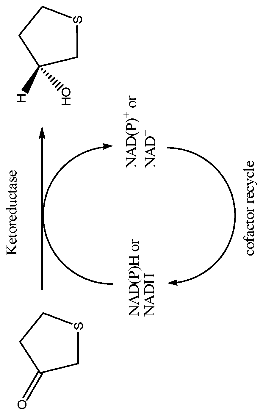 Patent US12378585 — Ketoreductase polypeptides for the production of (R)-3-hydroxythiolane — Figure 1