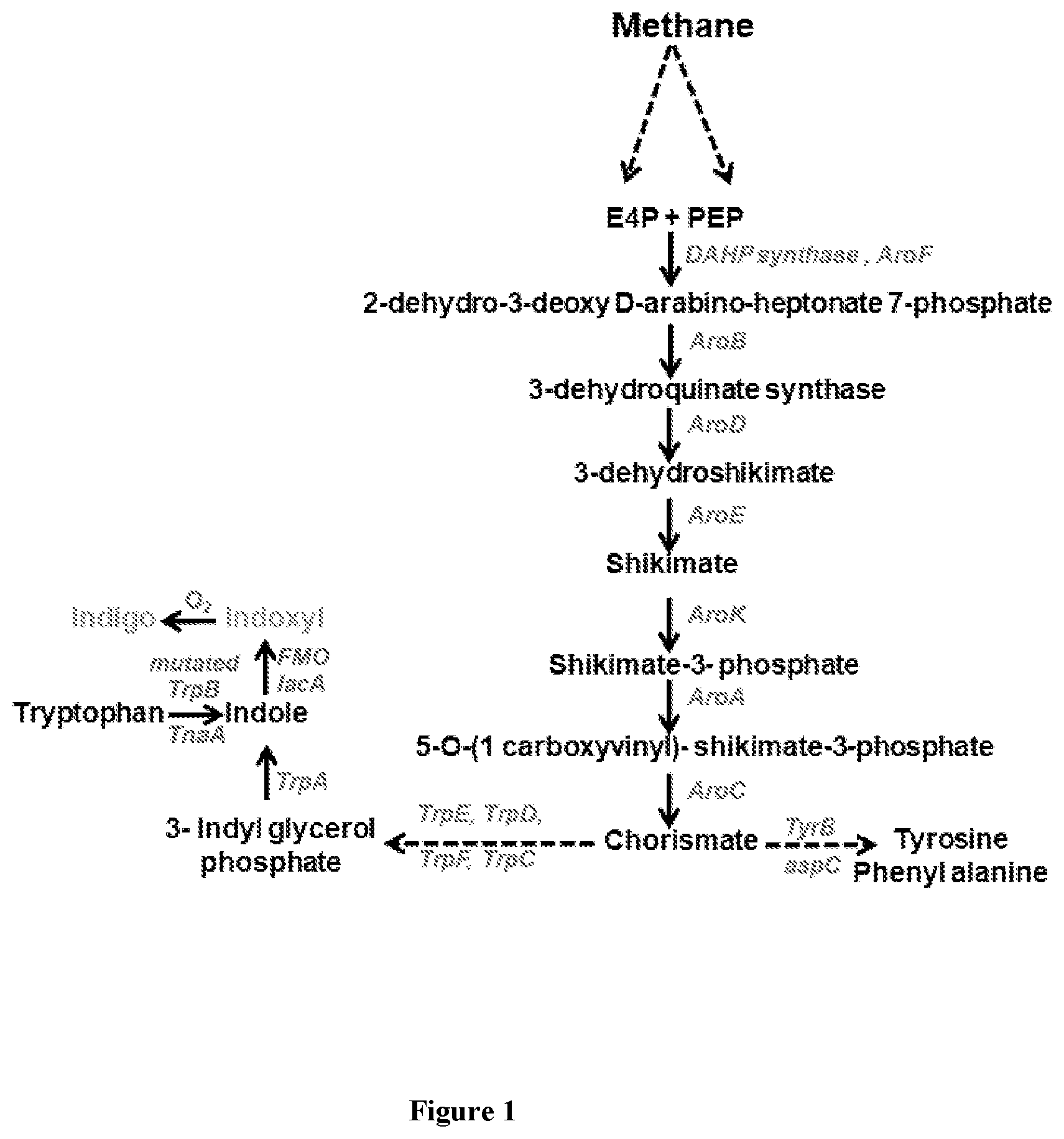 Patent US12378587 Figure 1 – Recombinant methanotrophic bacteria for indigo biosynthesis and methods thereof