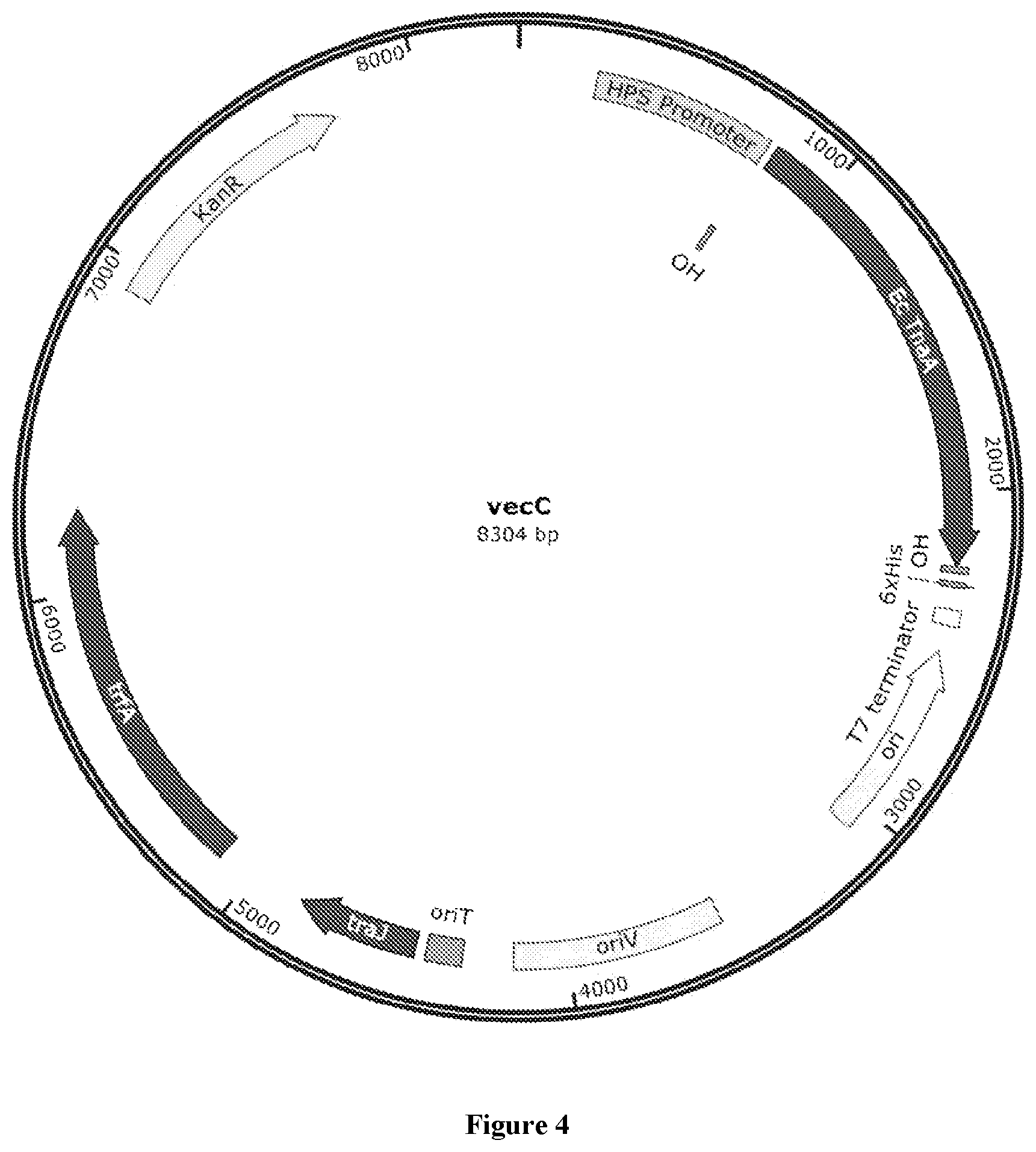 Patent US12378587 Figure 4 – Recombinant methanotrophic bacteria for indigo biosynthesis and methods thereof