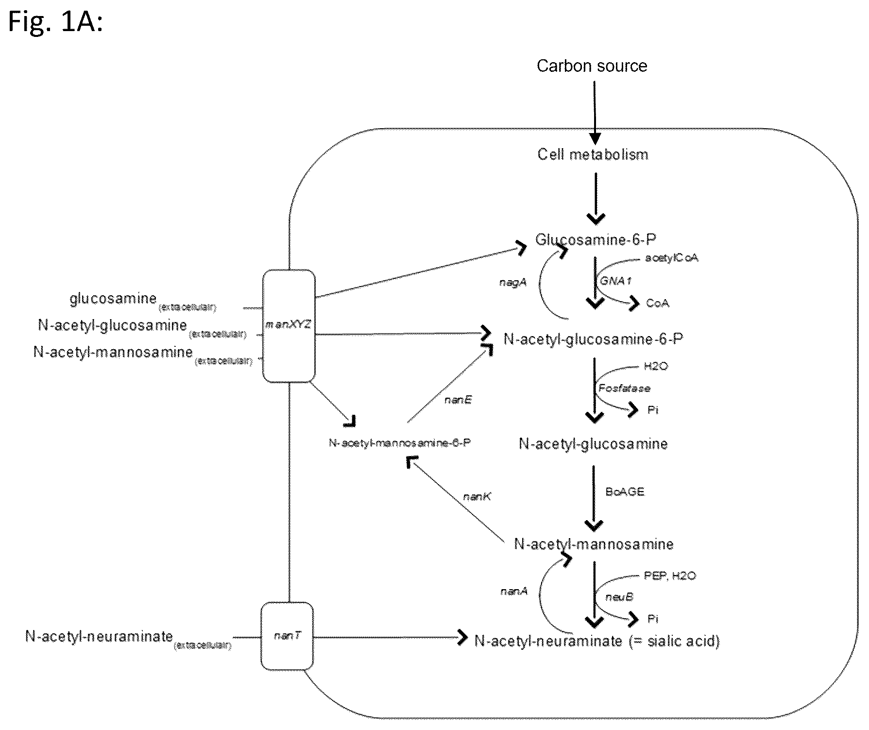 Patent US12378589 Figure 1 – In vivo synthesis of sialylated compounds