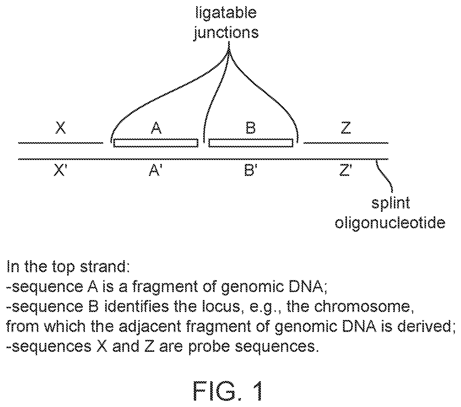 Patent US12378599 — Probe set for analyzing a DNA sample and method for using the same — Figure 1