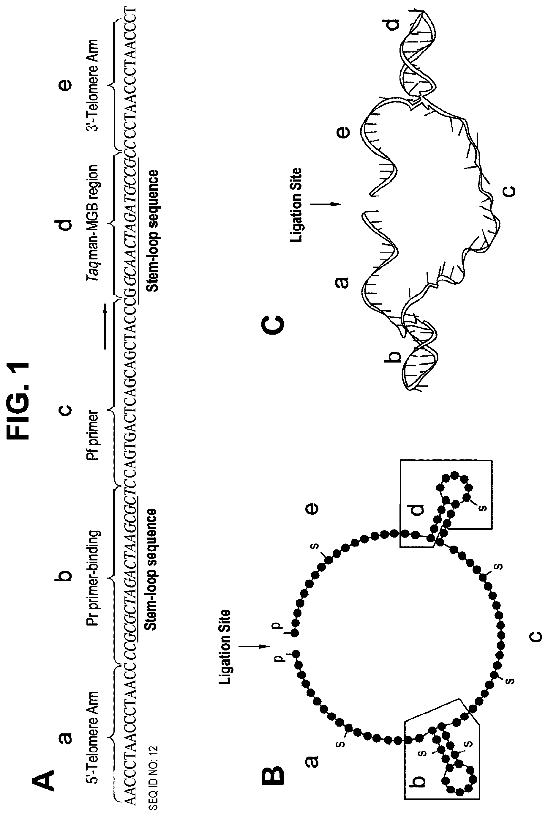 Patent US12378606 — Probes and methods for measuring tandem repeats — Figure 1