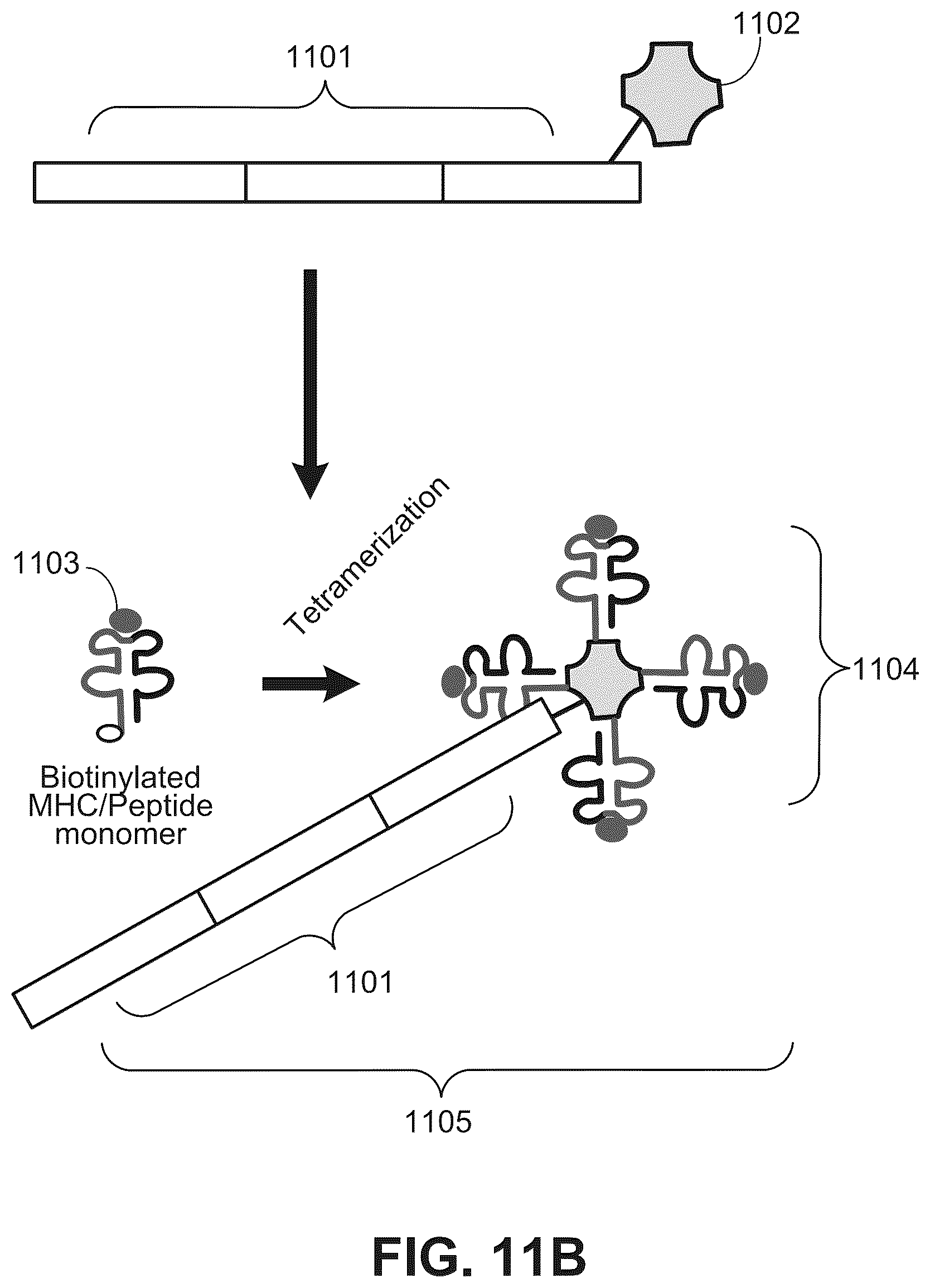 Patent US12378607 Figure 10 – Method for transposase-mediated spatial tagging and analyzing genomic DNA in a biological sample