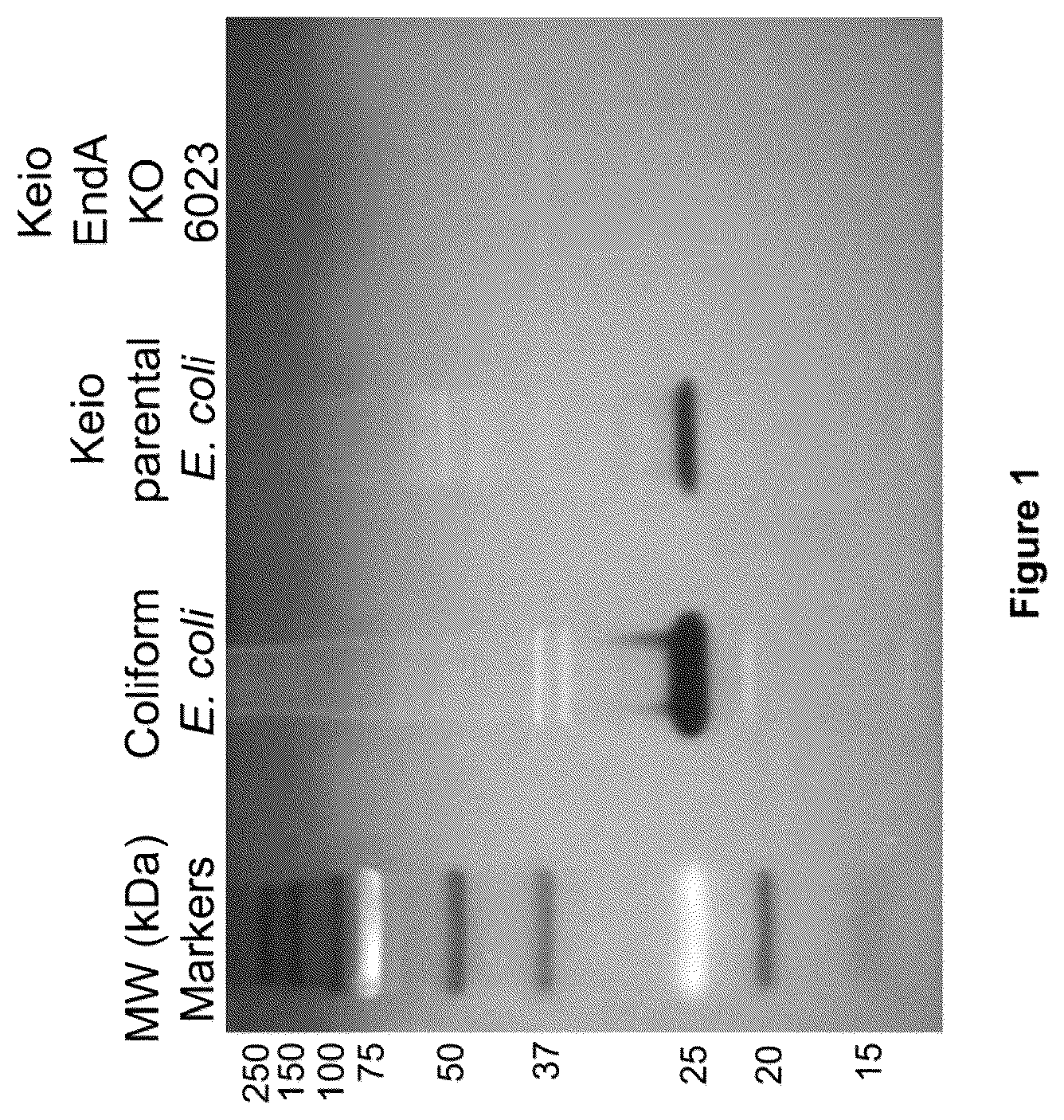 Patent US12378612 — Oligonucleotide-based probes and methods for detection of microbes — Figure 1