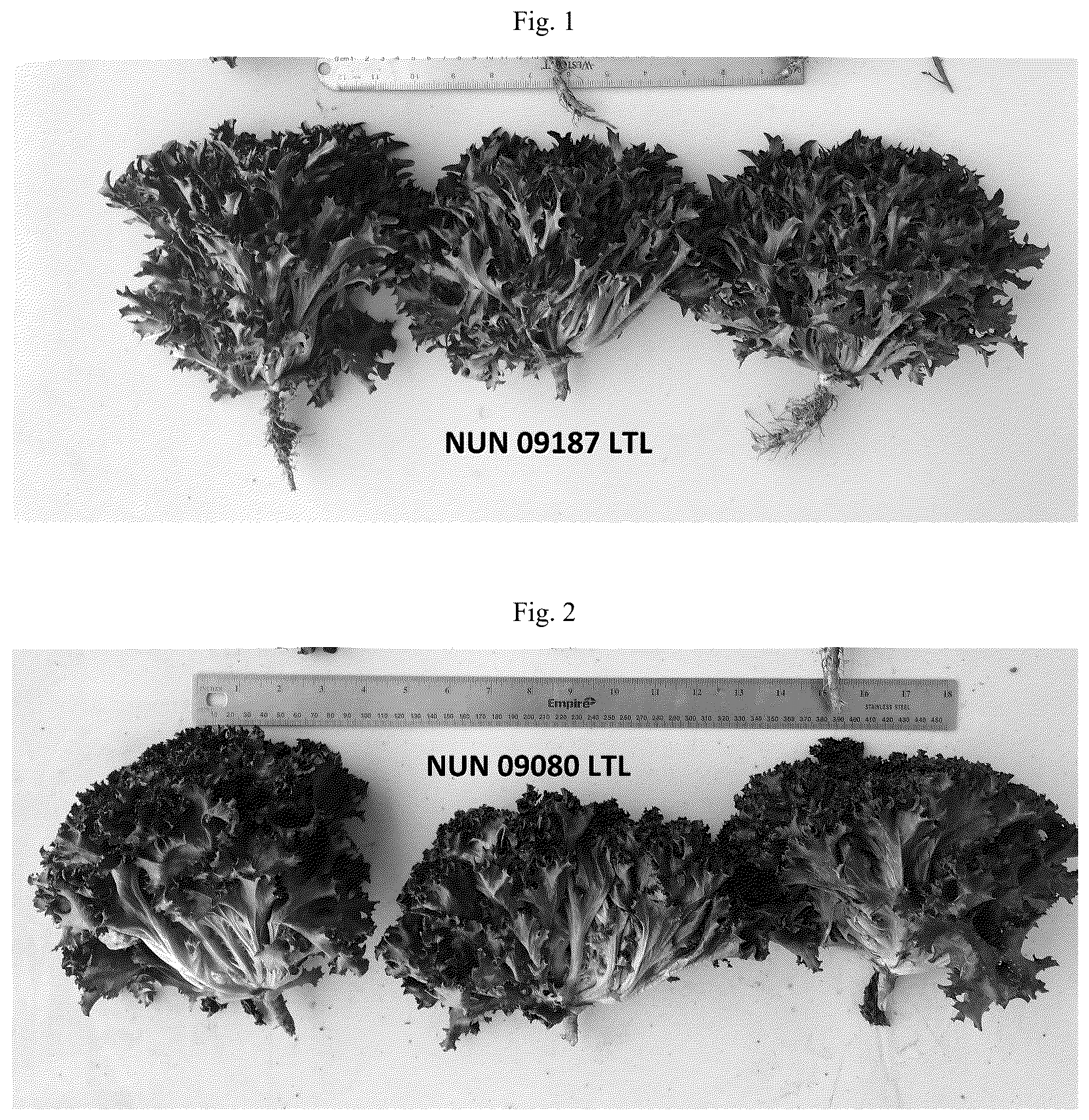 Patent US12396415 — Lettuce variety NUN 09187 LTL — Figure 1