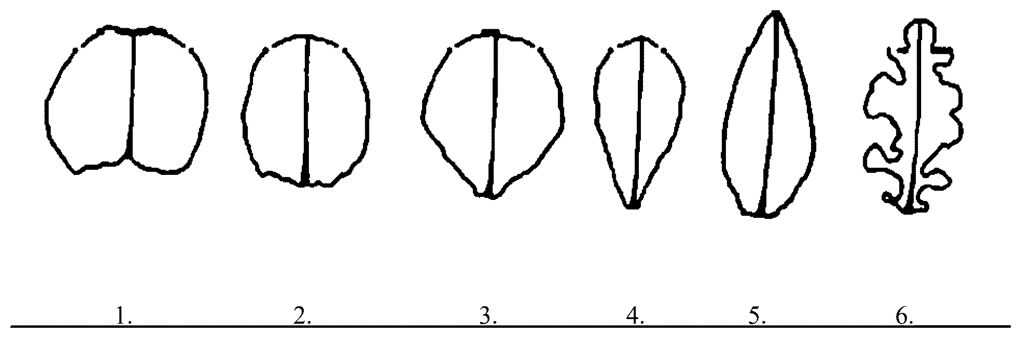 Patent US12396416 — Lettuce variety 45-IC3284 RZ — Figure 1