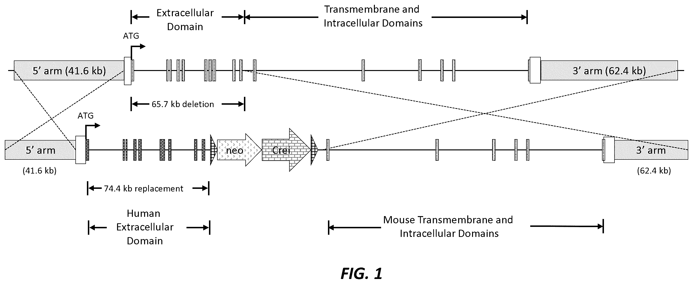 Patent US12396444 Figure 1 – Mouse comprising a humanized TRKB locus